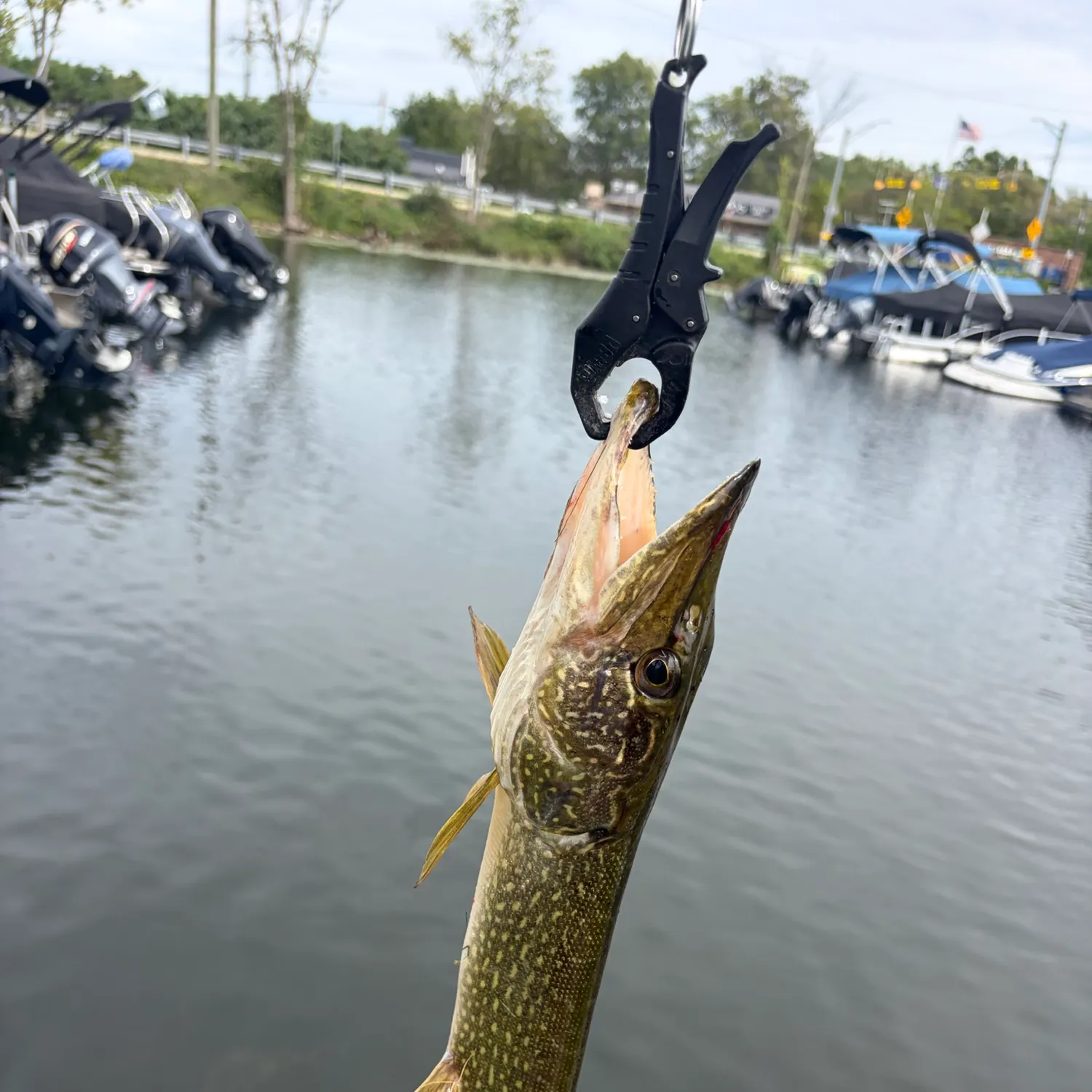 catch