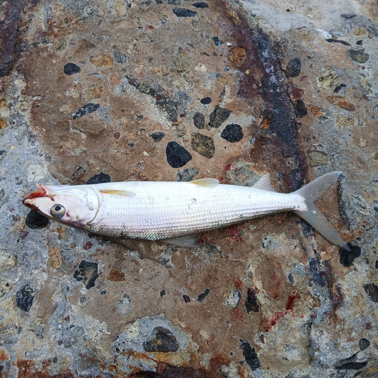 The most recent California corbina catches on Fishbrain