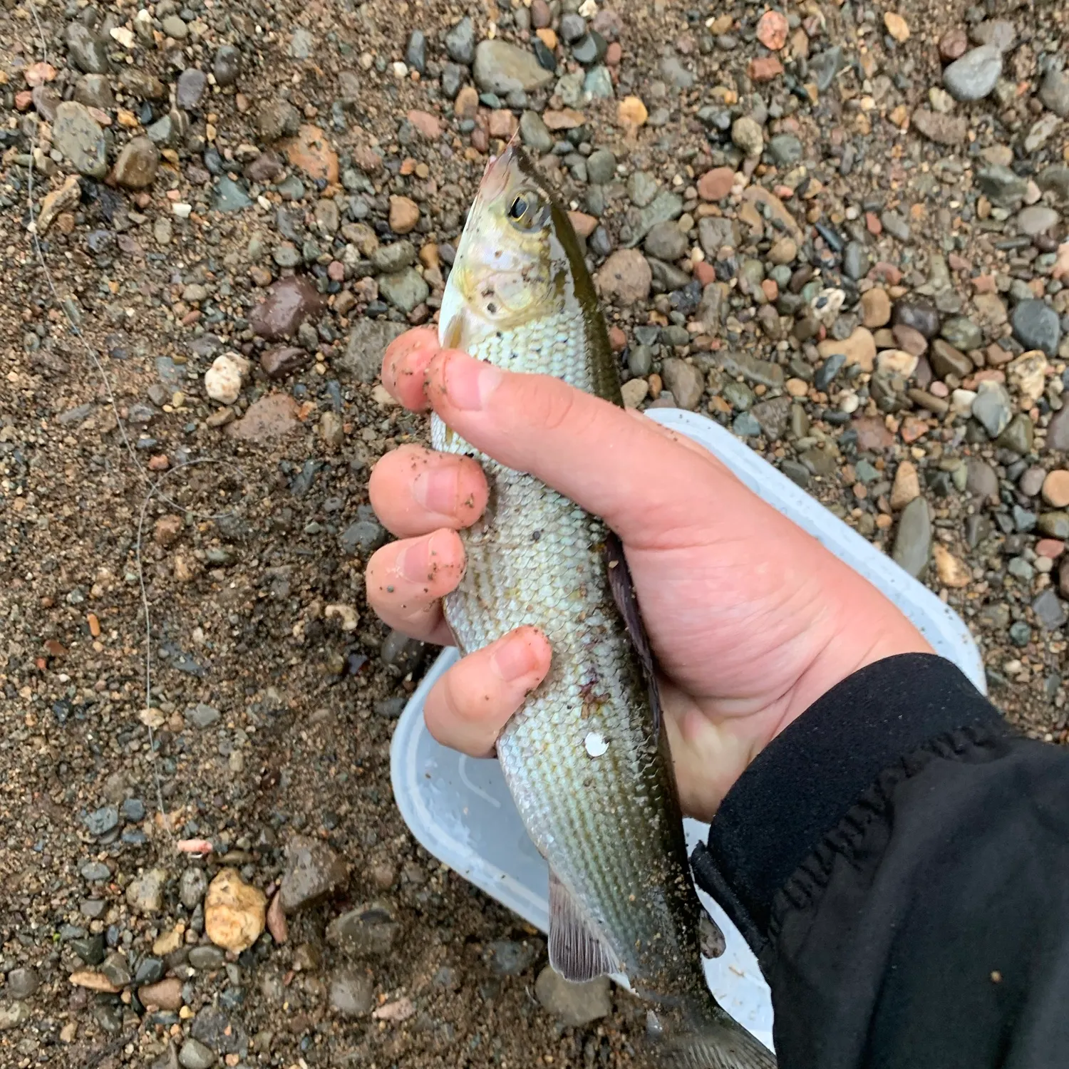 European grayling caught on Fishbrain