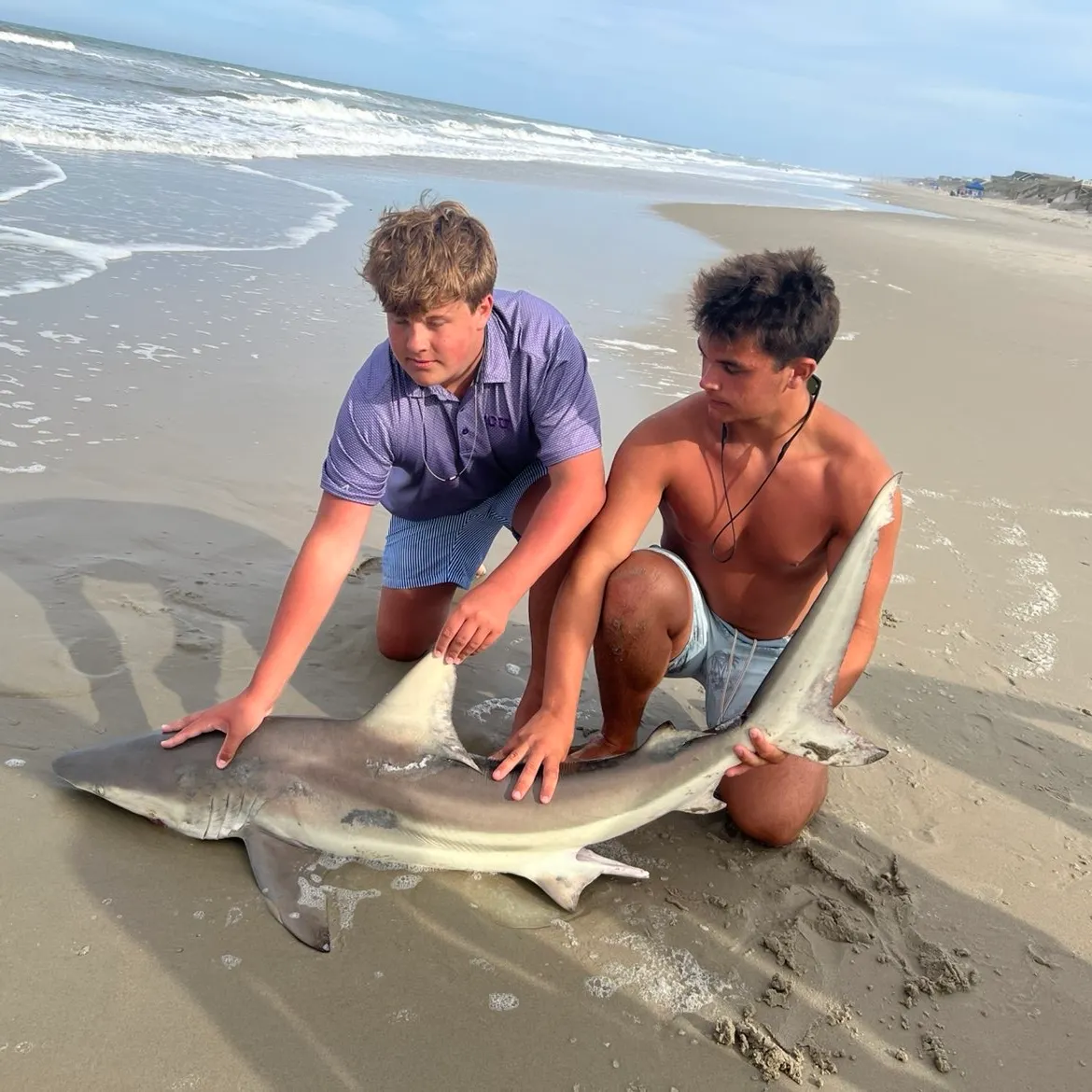 The most recent Whale shark catches on Fishbrain