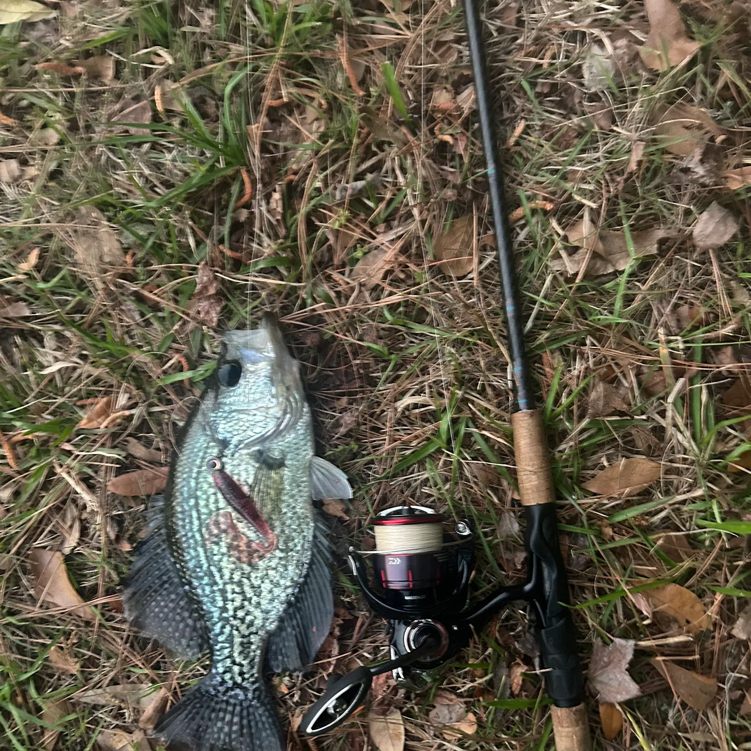 The most recent Black crappie catches on Fishbrain