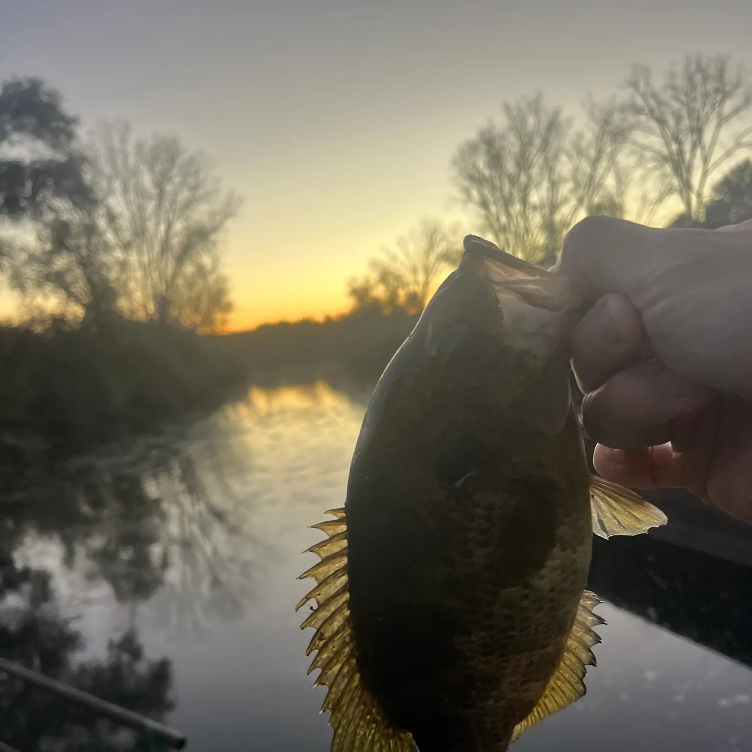 Rock bass caught on Fishbrain