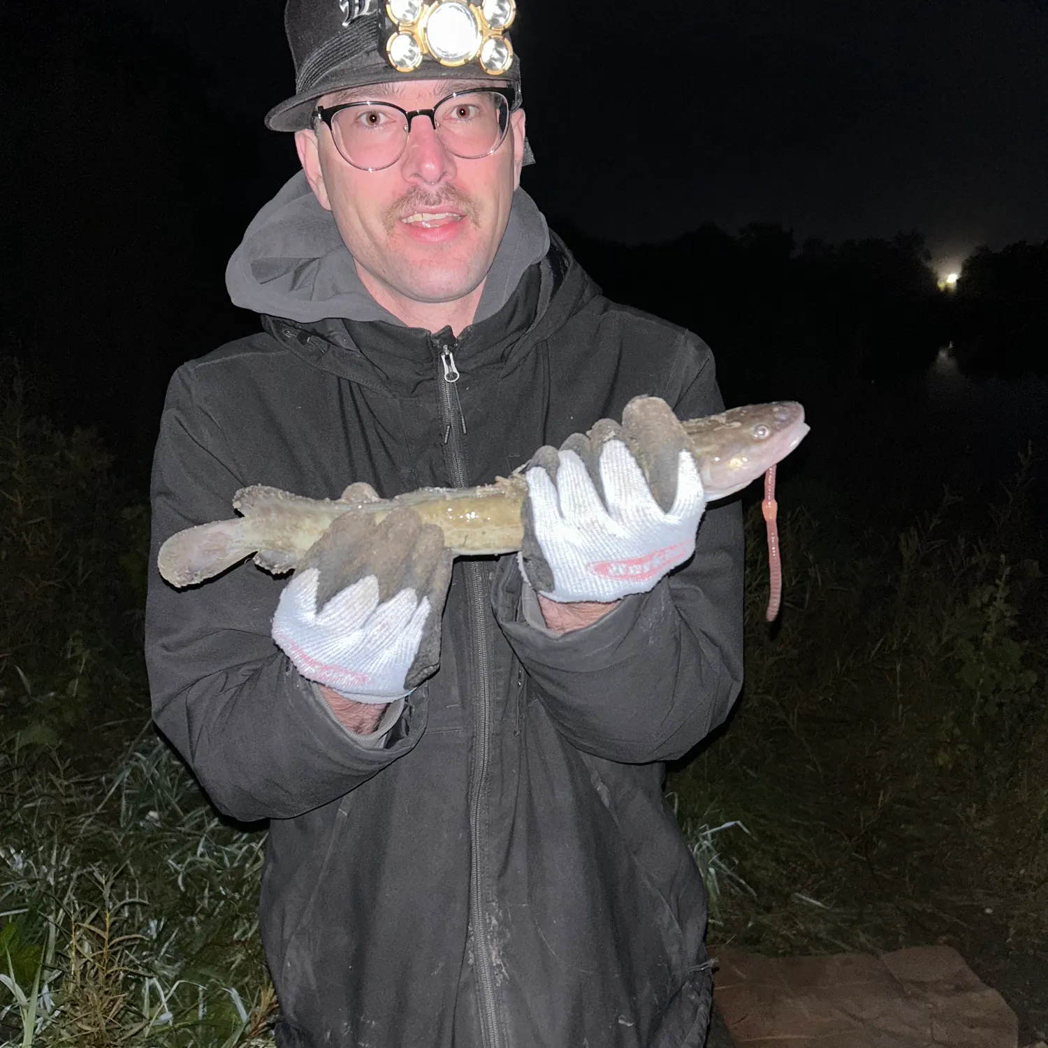 Burbot caught on Fishbrain
