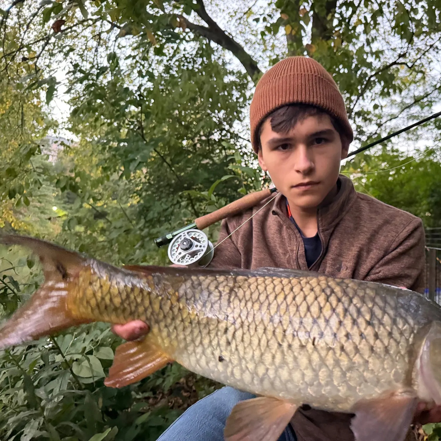 Common carp caught on Fishbrain