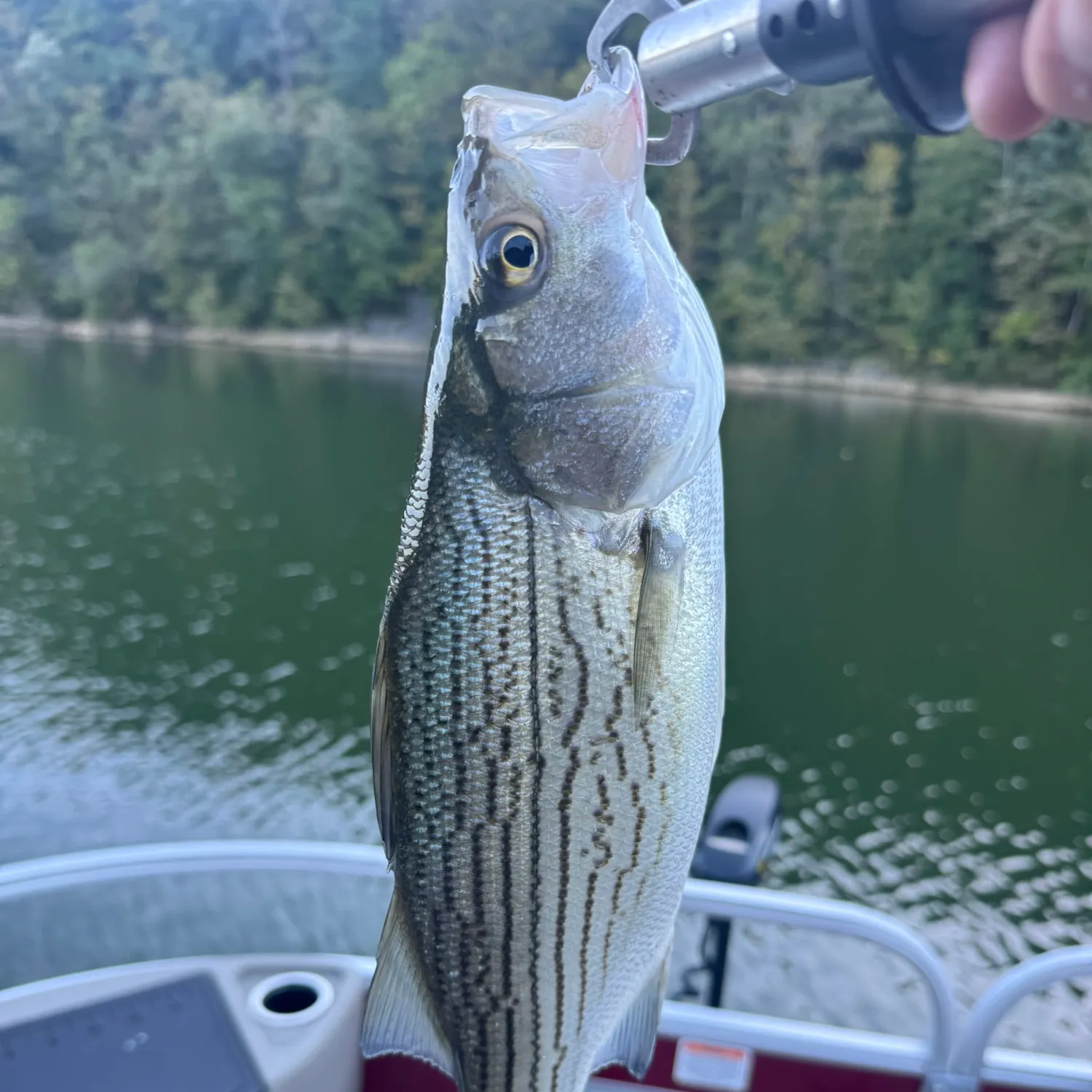Wiper caught on Fishbrain