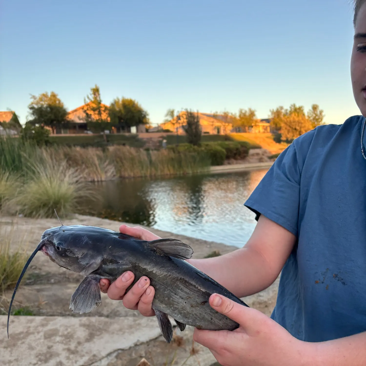 Channel catfish caught on Fishbrain