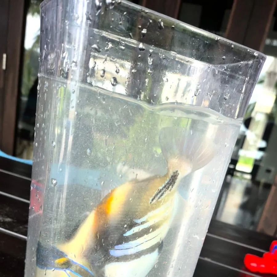 The most recent Picasso triggerfish catches on Fishbrain