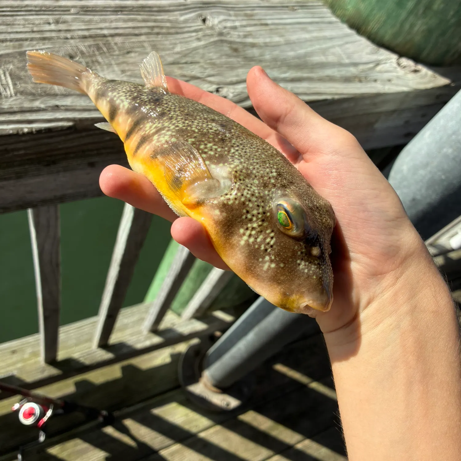 The most recent Northern puffer catches on Fishbrain