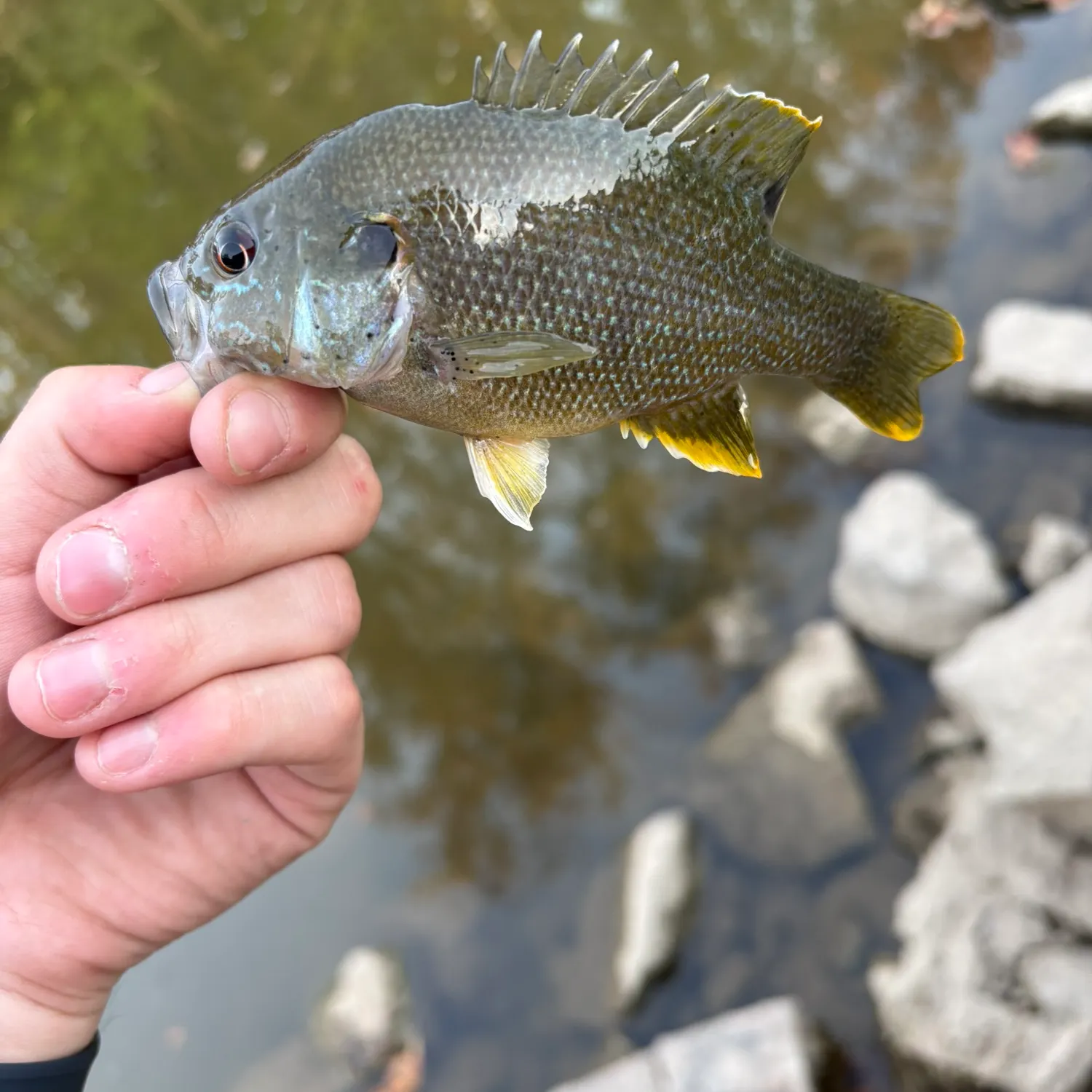 Green sunfish caught on Fishbrain