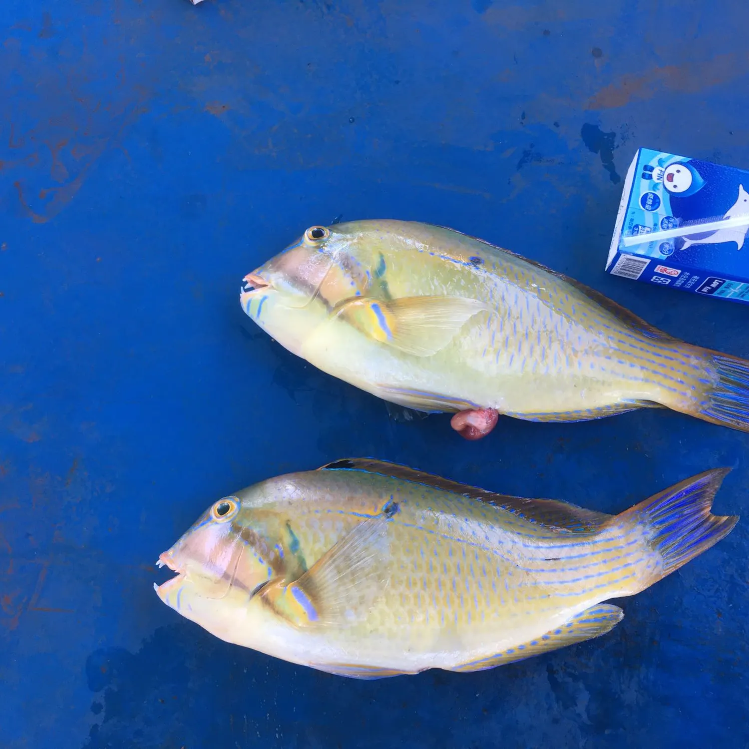 recently logged catches