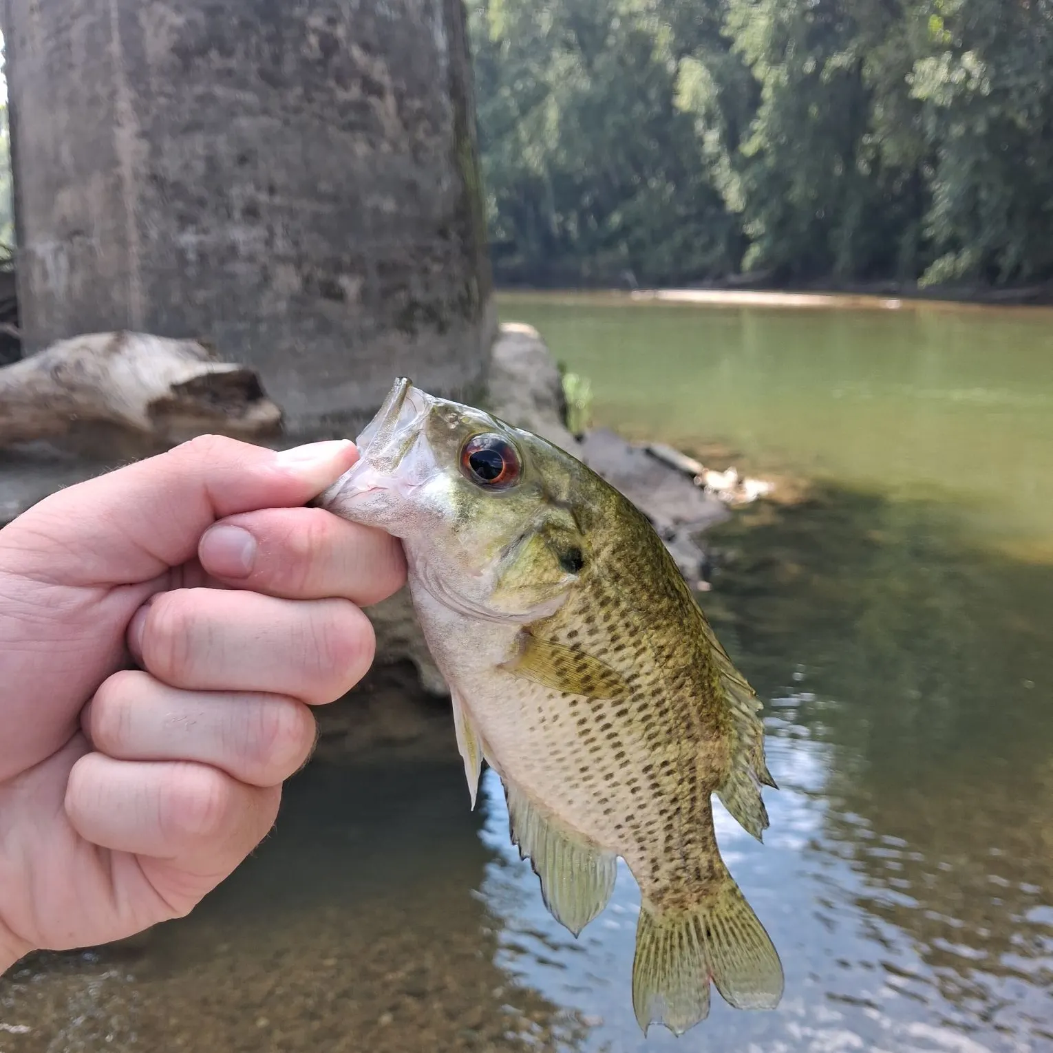 Rock bass caught on Fishbrain