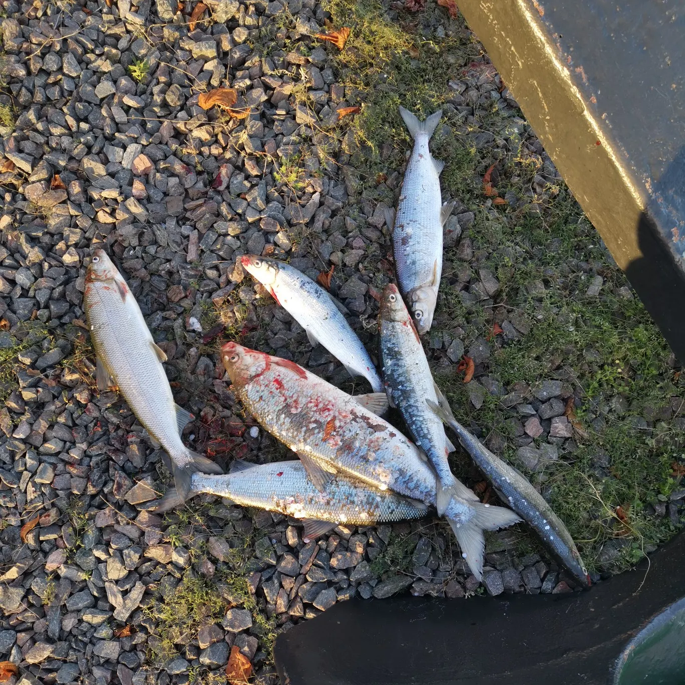 recently logged catches