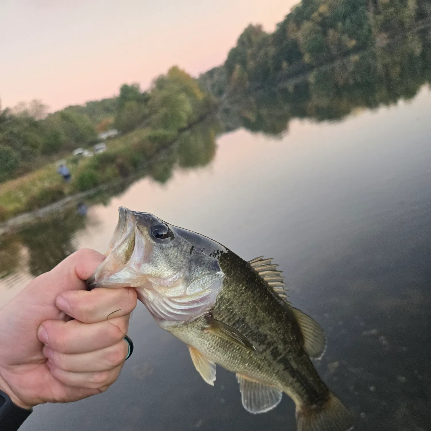 Spotted bass caught on Fishbrain