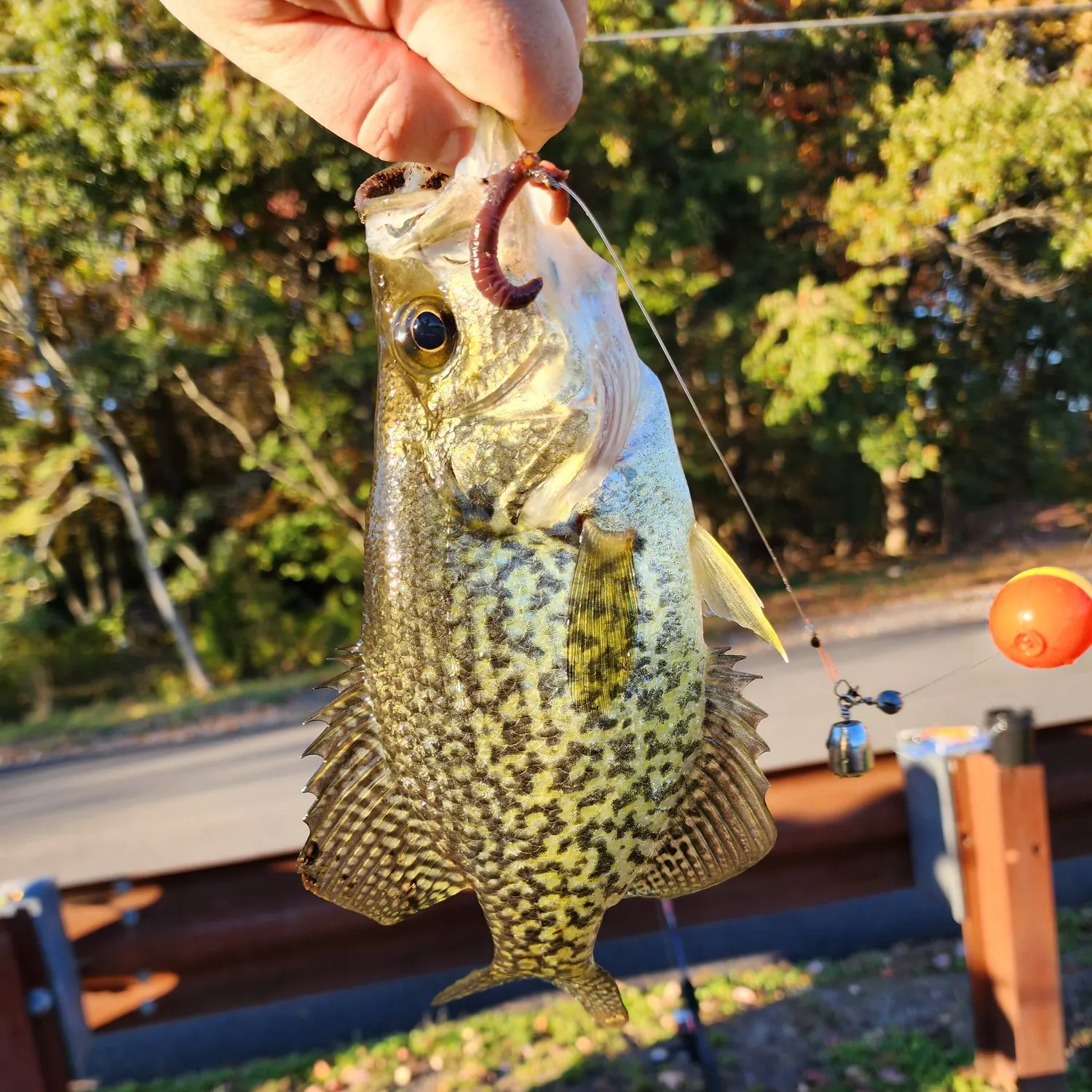 Black crappie caught on Fishbrain