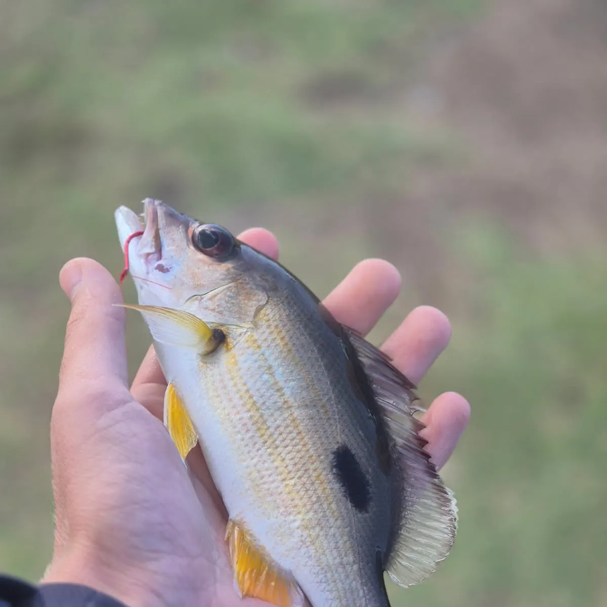 The most recent Moses perch catches on Fishbrain