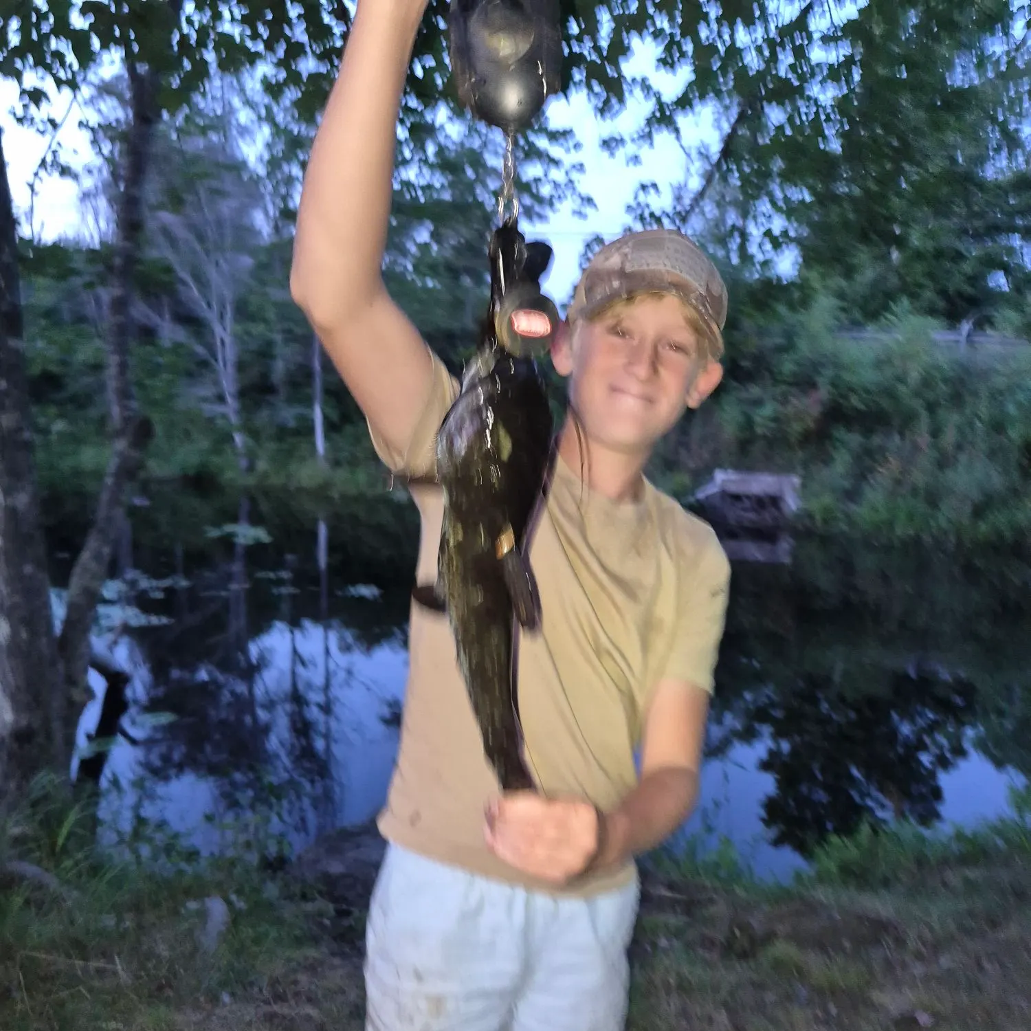 Brown bullhead caught on Fishbrain