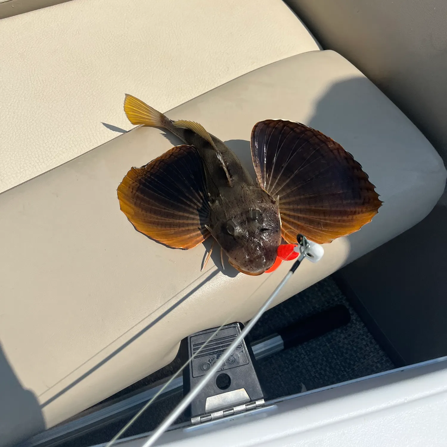 catch