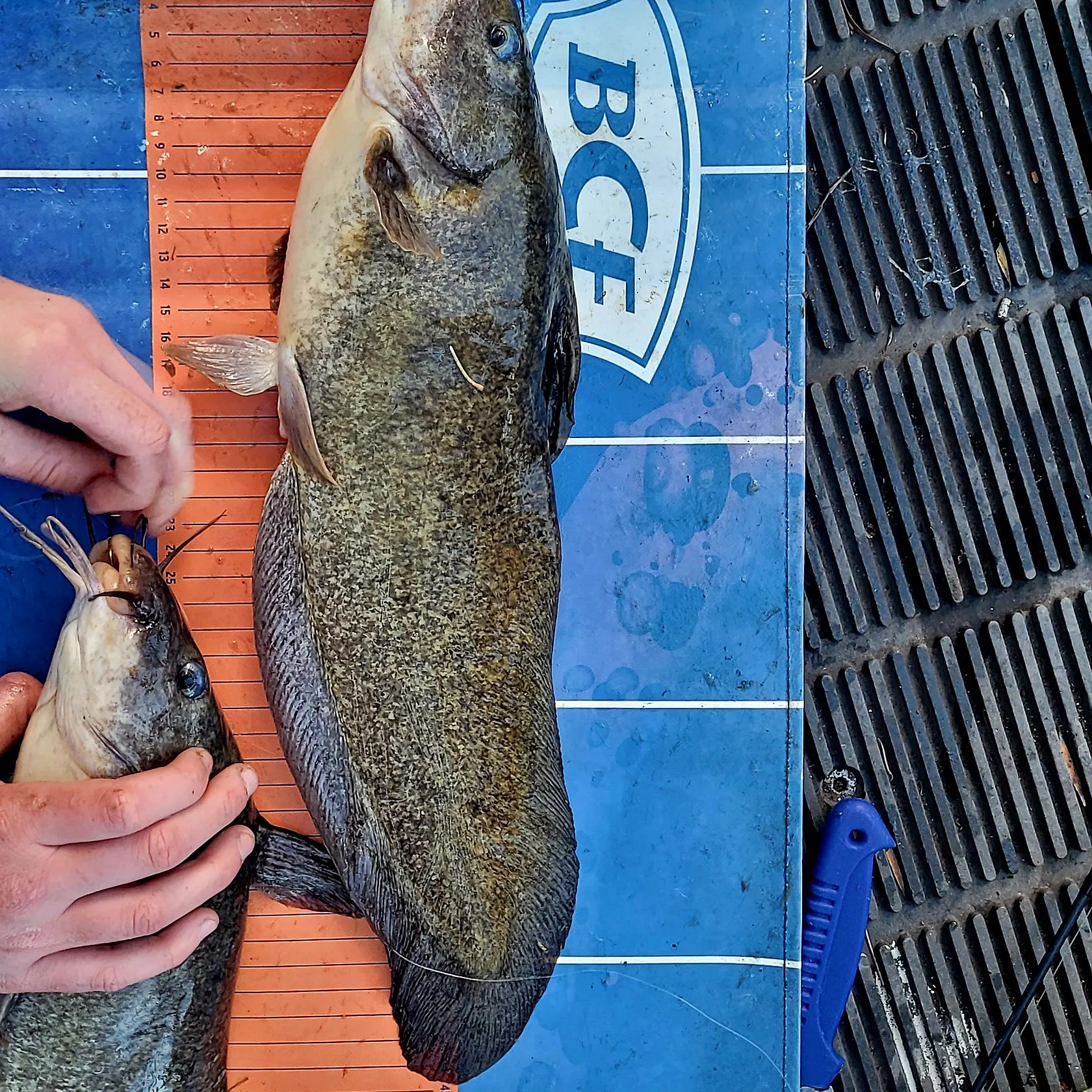 The most recent Dewfish catches on Fishbrain