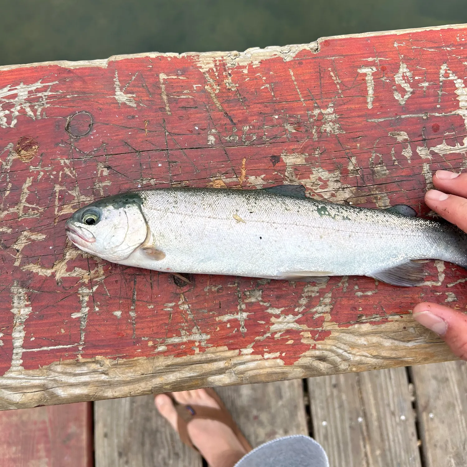 recently logged catches