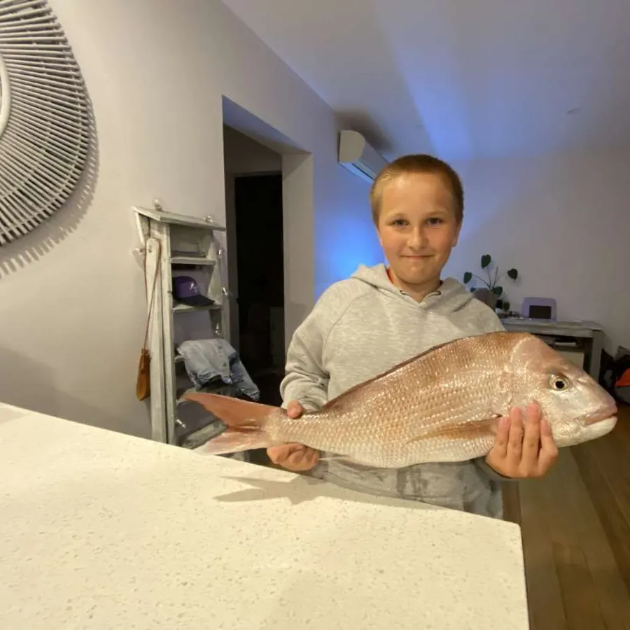 The most recent Australasian snapper catches on Fishbrain
