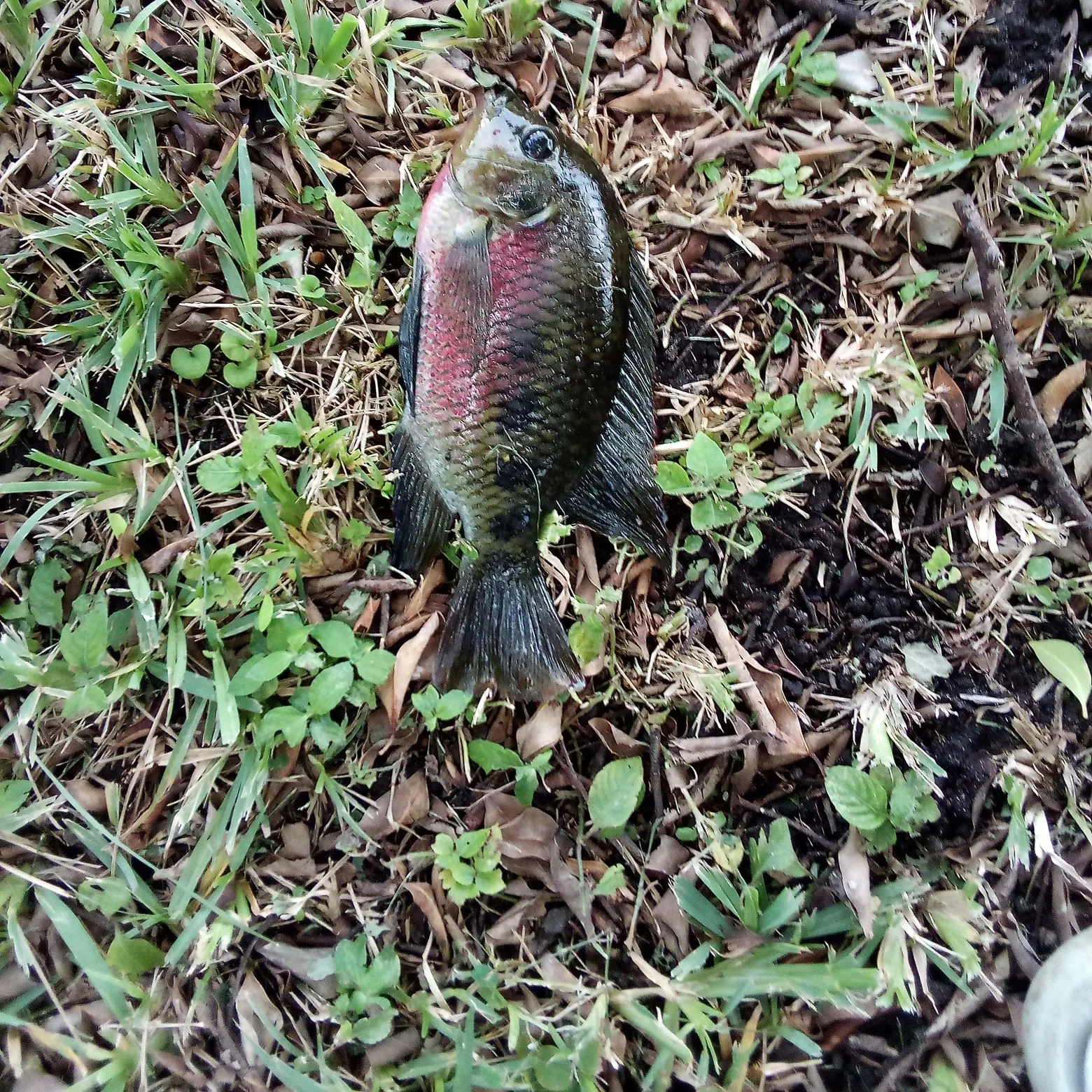 The most recent Spotted tilapia catches on Fishbrain