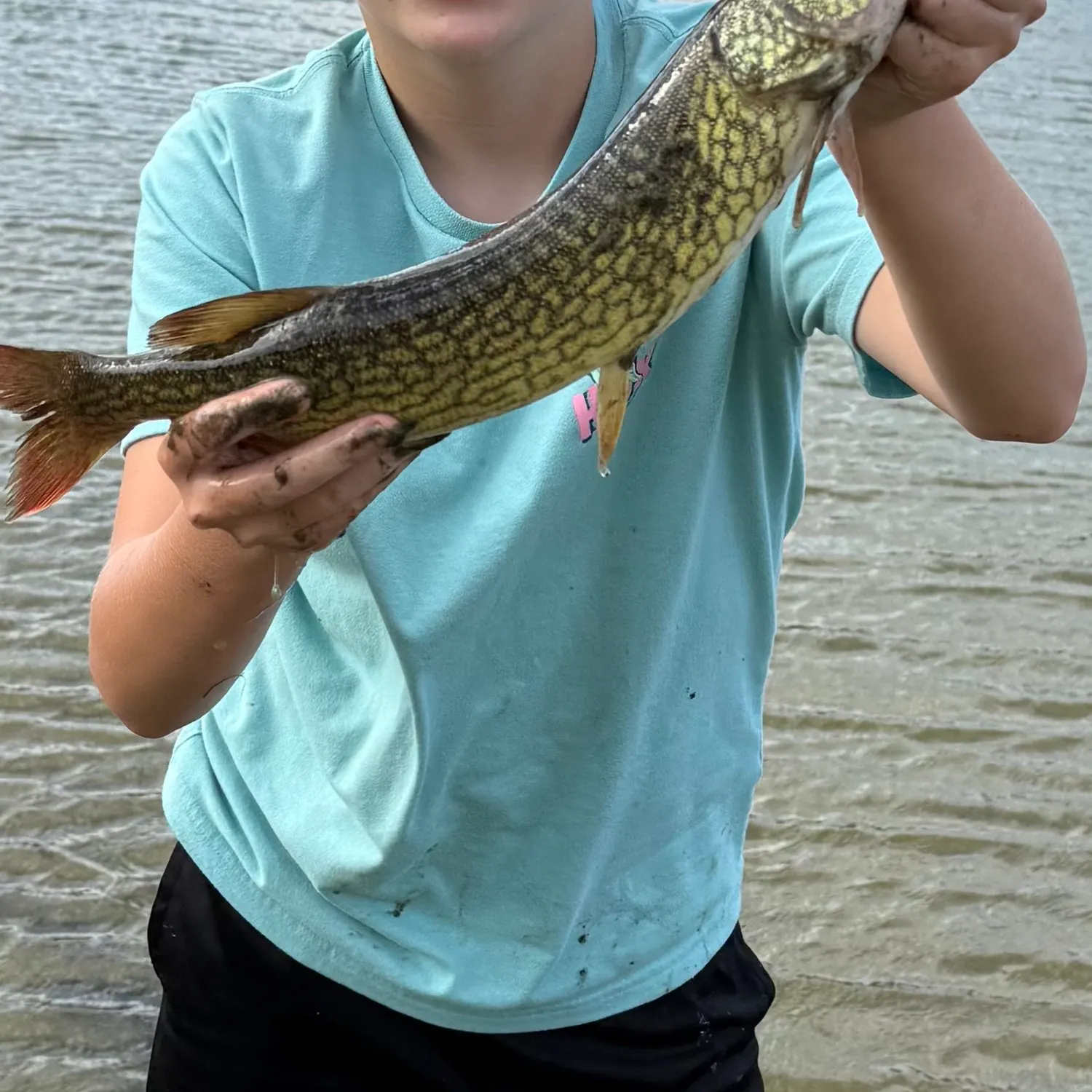 Chain pickerel caught on Fishbrain