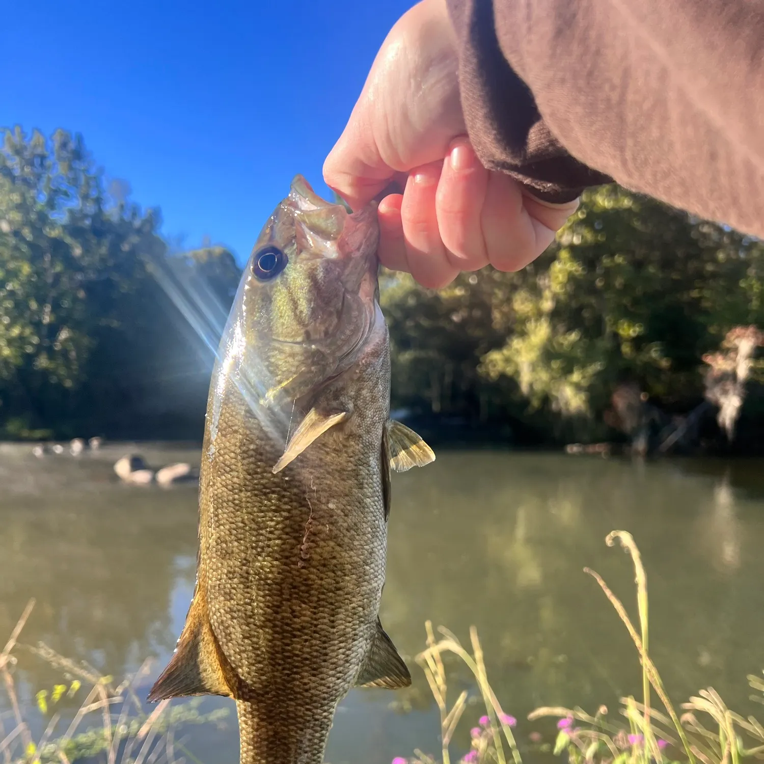 Smallmouth bass caught on Fishbrain