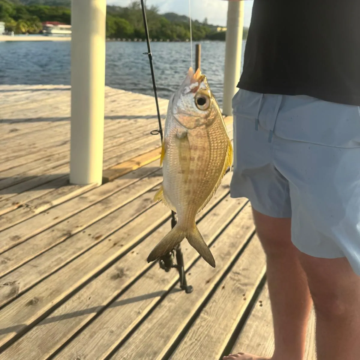 The most recent Yellowfin mojarra catches on Fishbrain