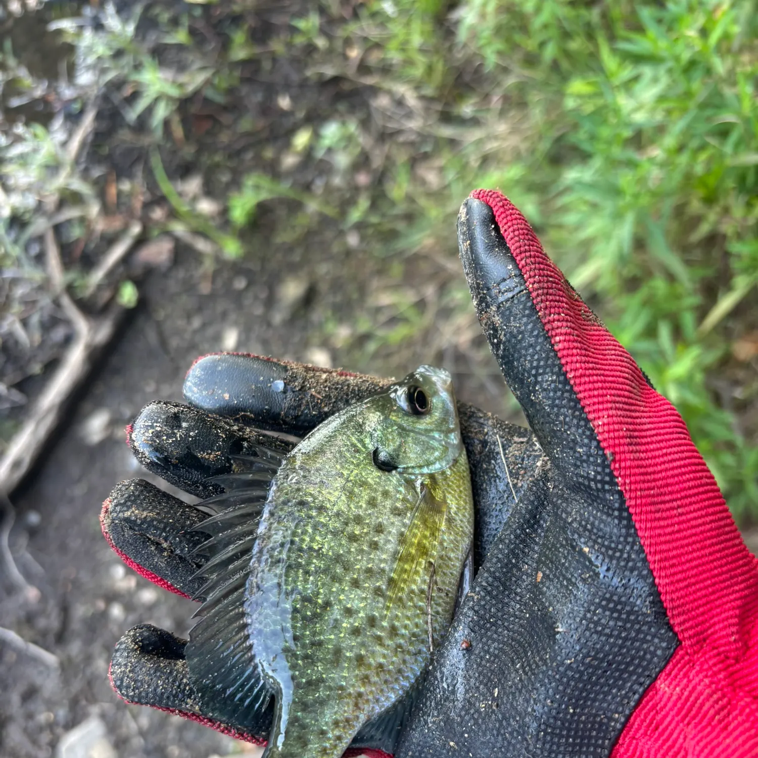 Bluegill caught on Fishbrain