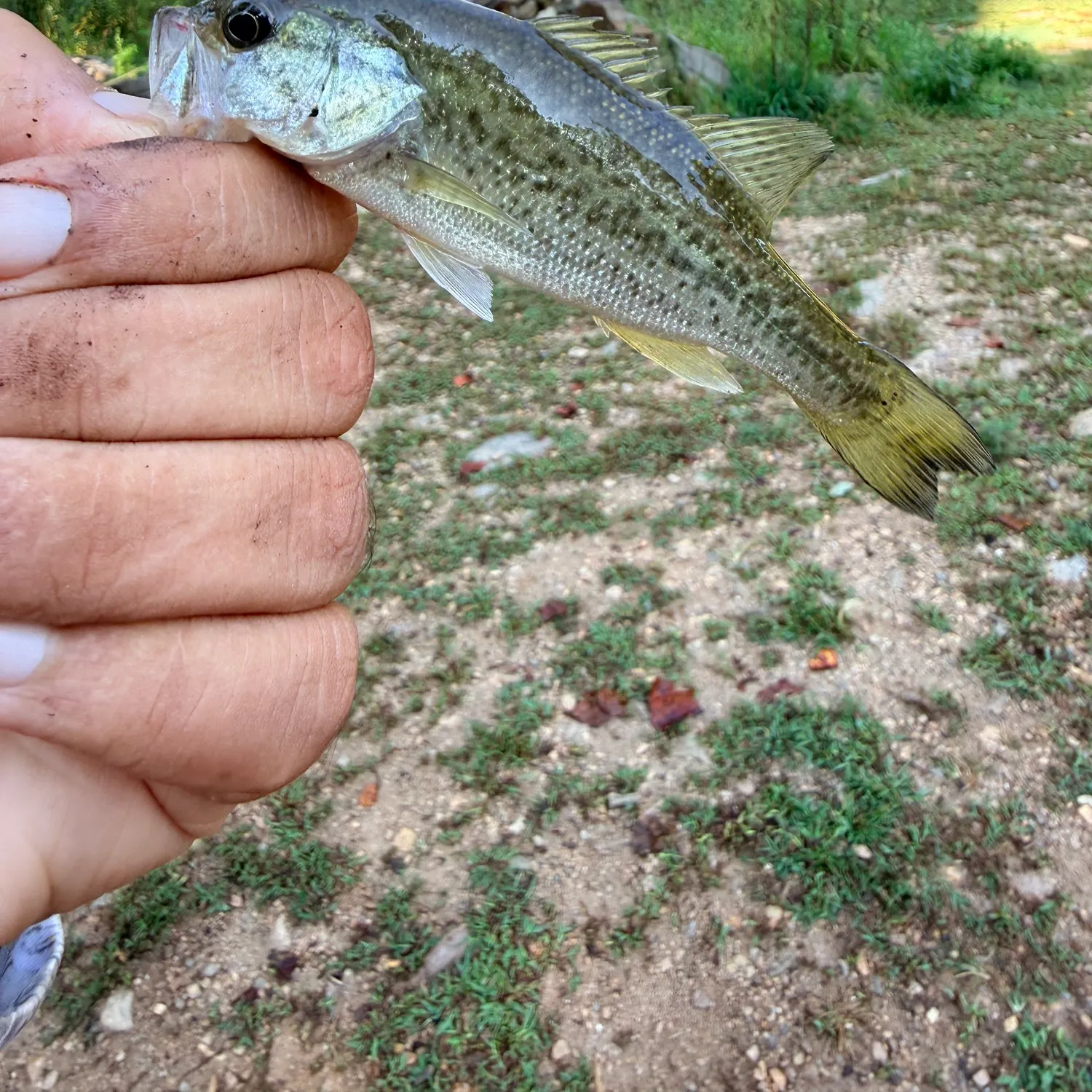 Spotted bass caught on Fishbrain