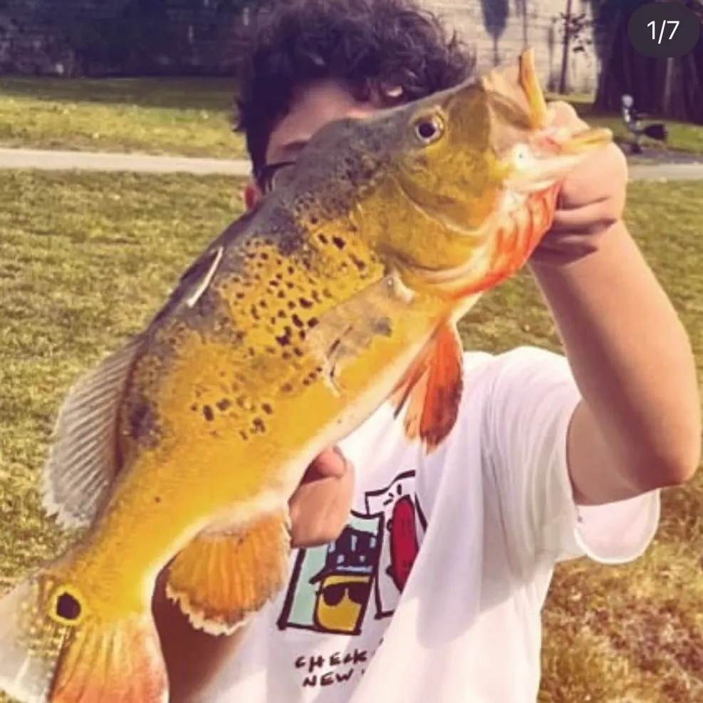 The most recent Butterfly peacock bass catches on Fishbrain