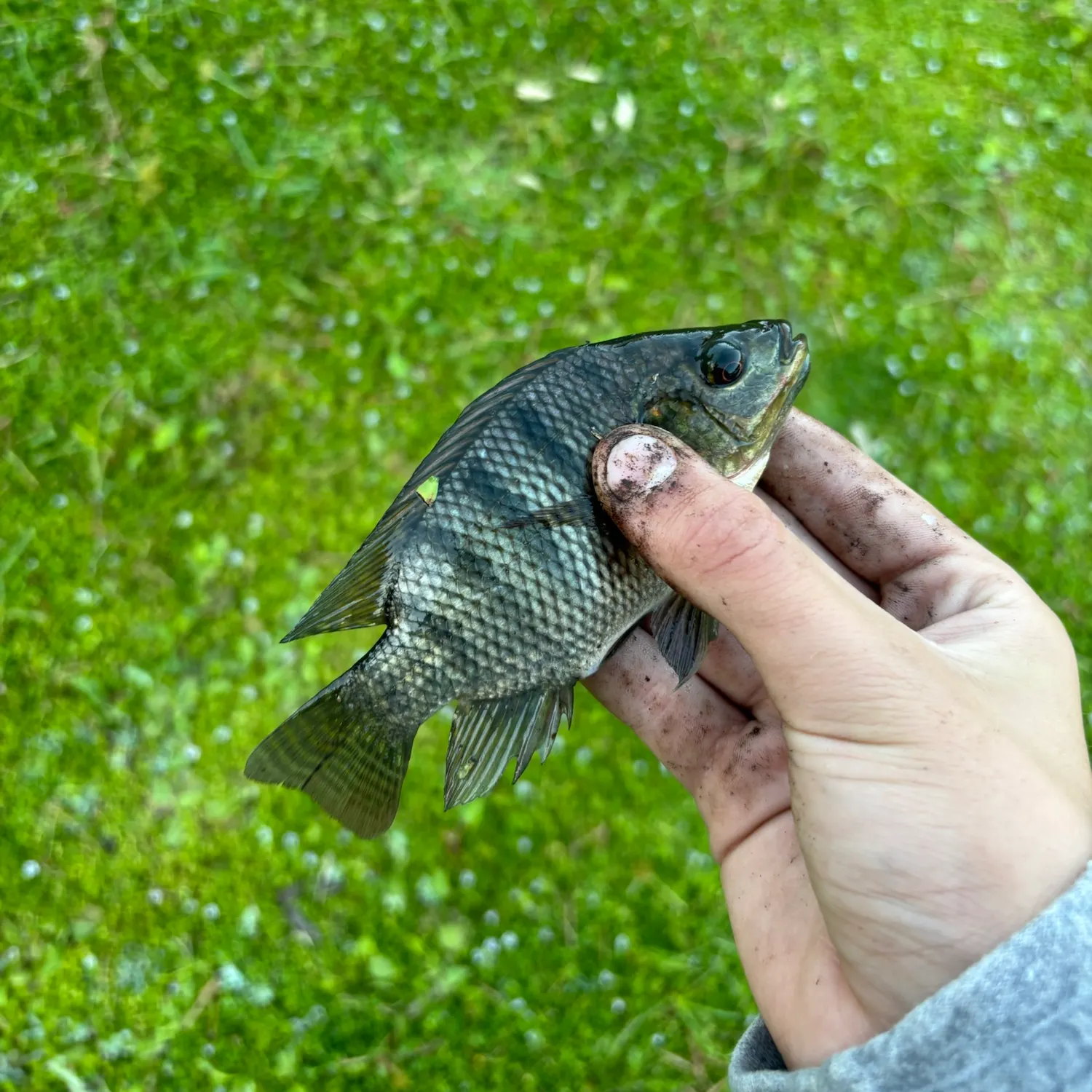 Nile tilapia caught on Fishbrain