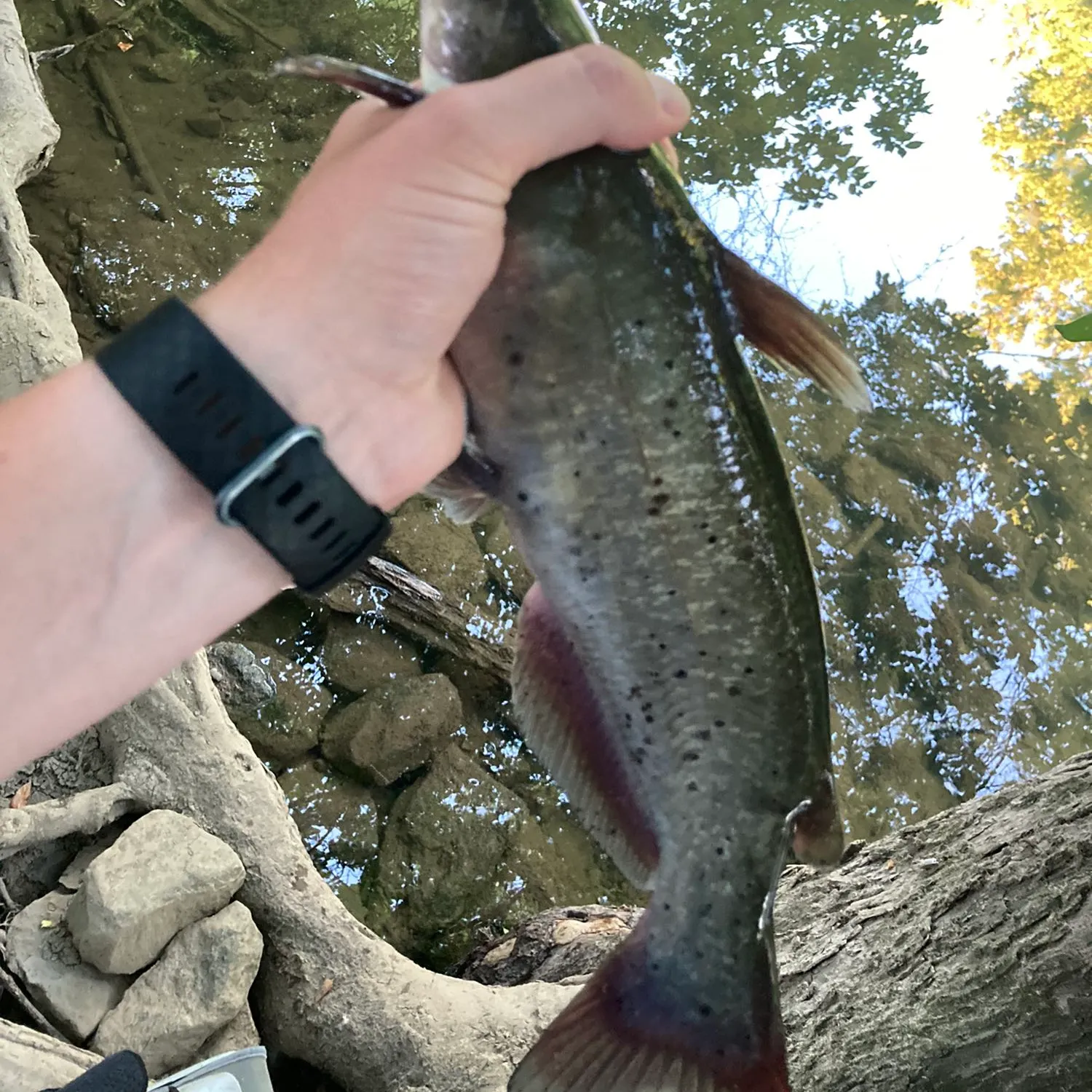 angler catch