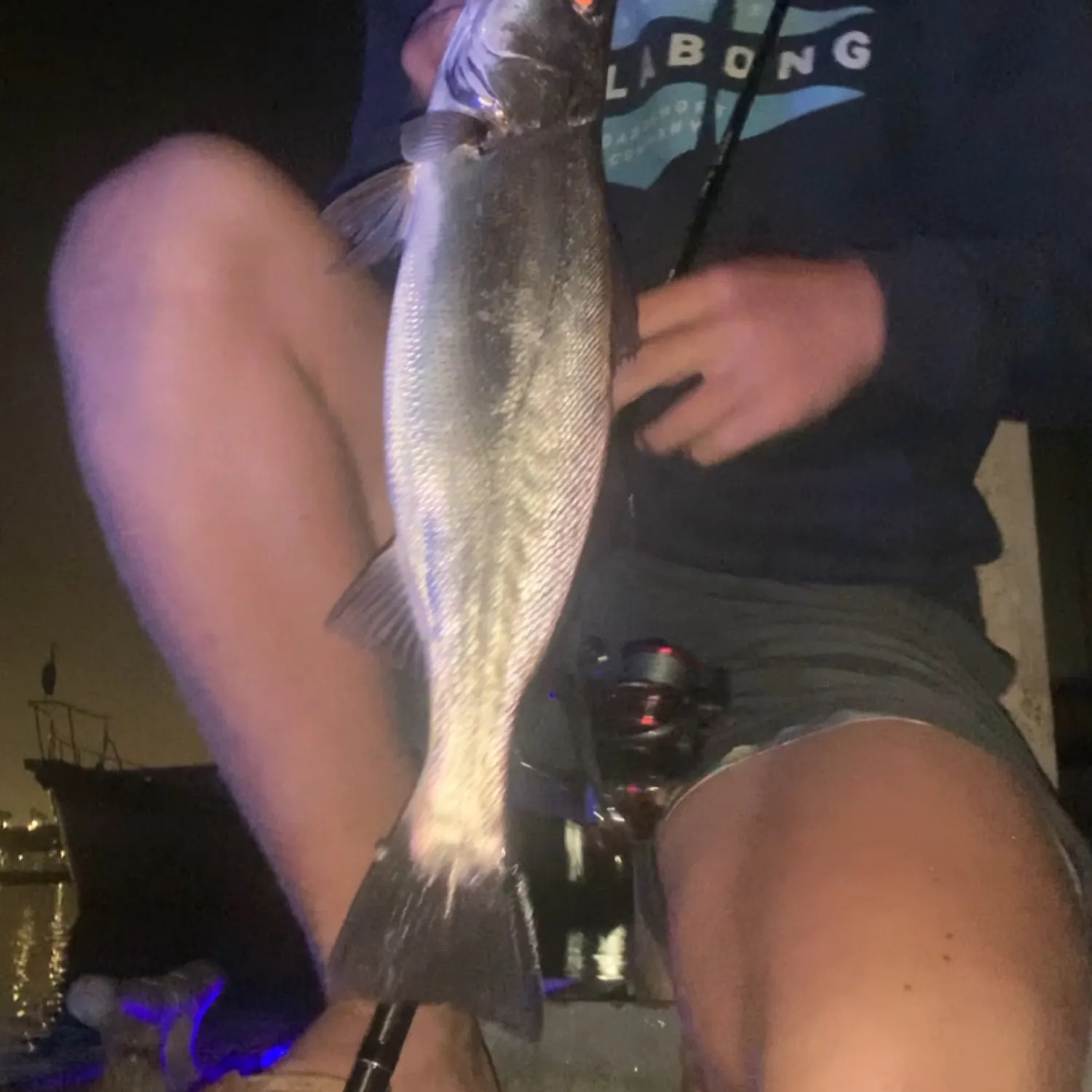 The most recent Stolzmann's weakfish catches on Fishbrain