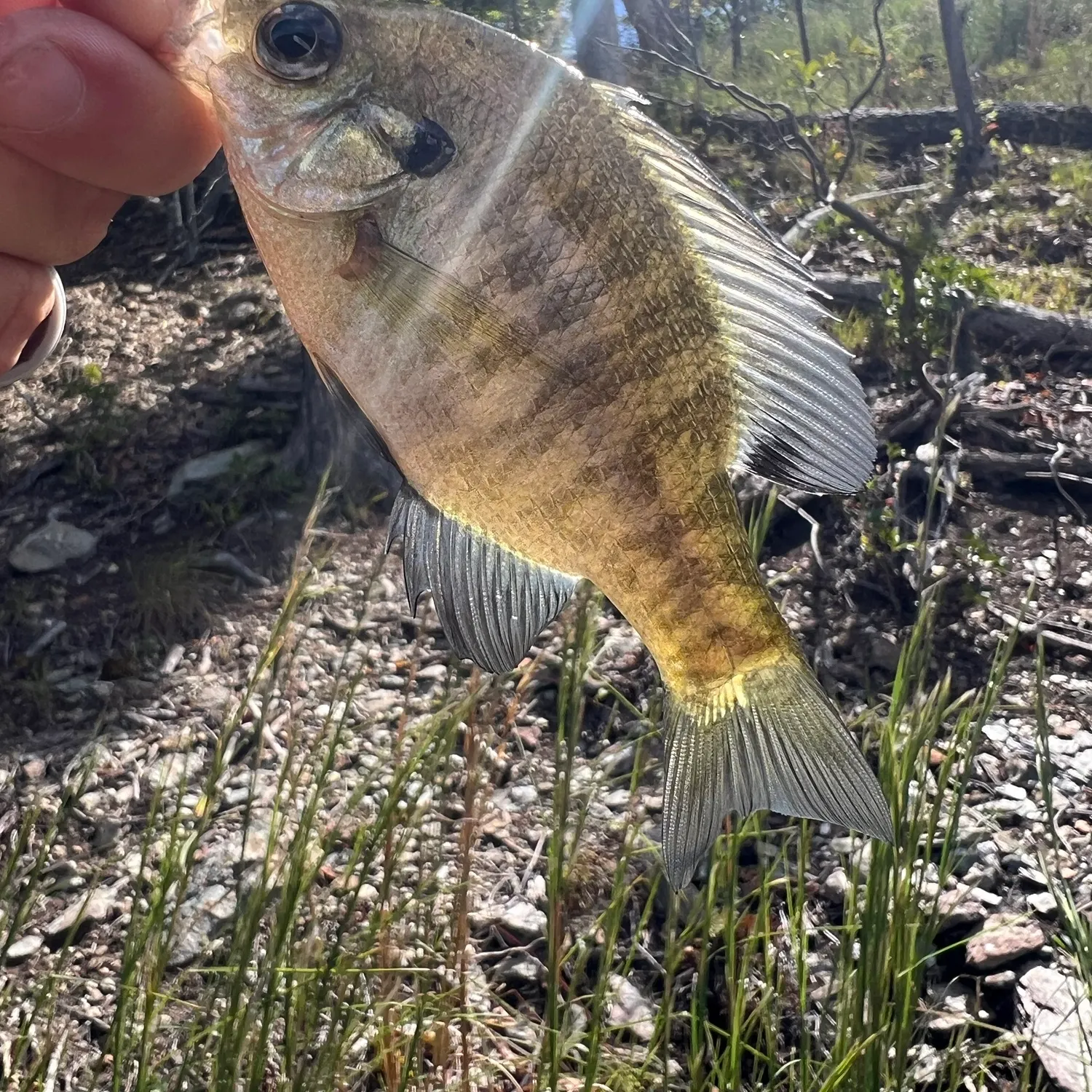 Bluegill caught on Fishbrain