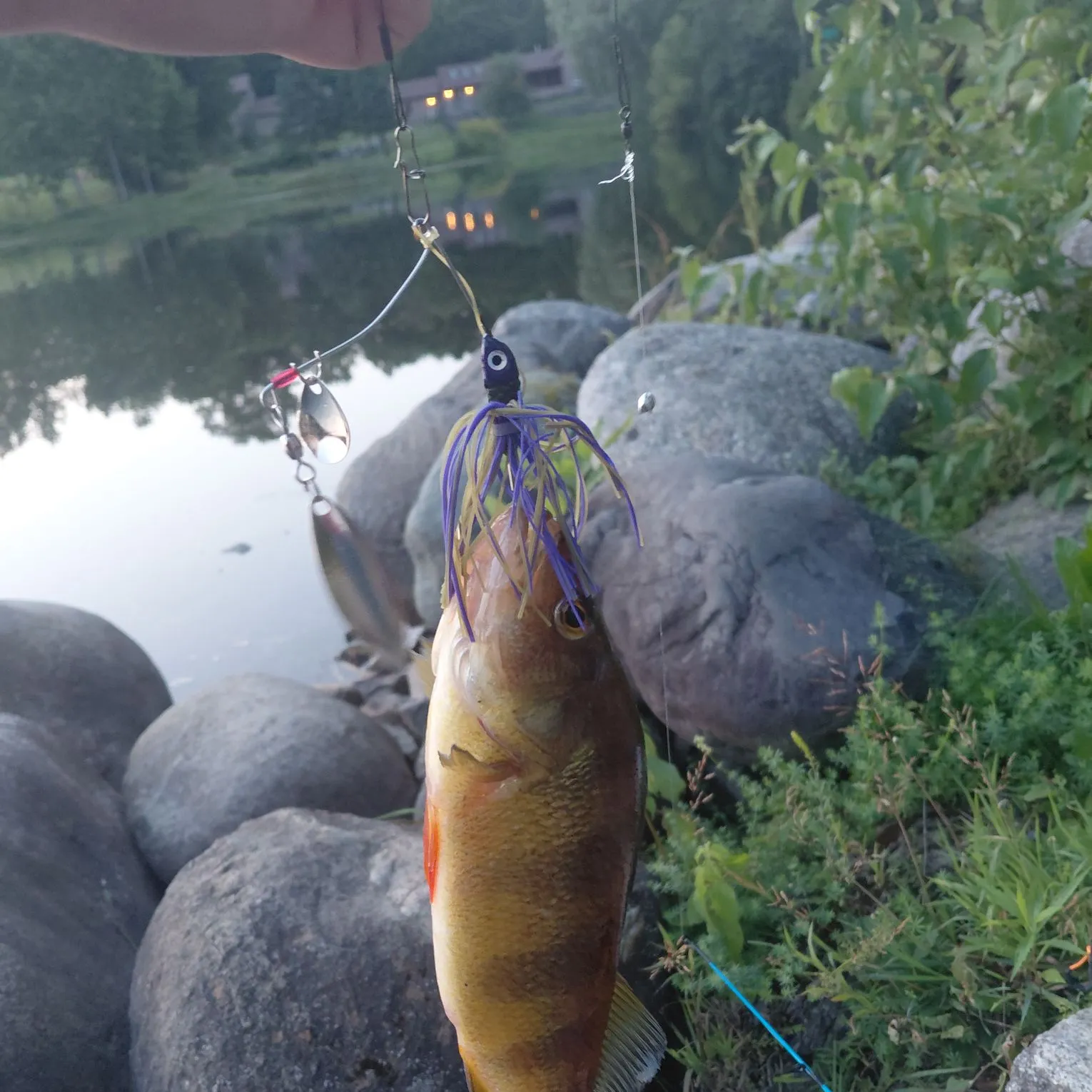 Yellow perch caught on Fishbrain