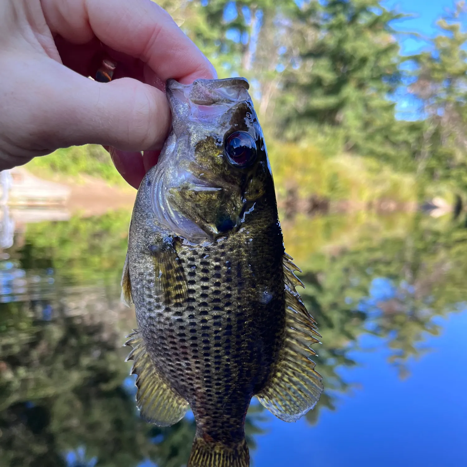 Rock bass caught on Fishbrain