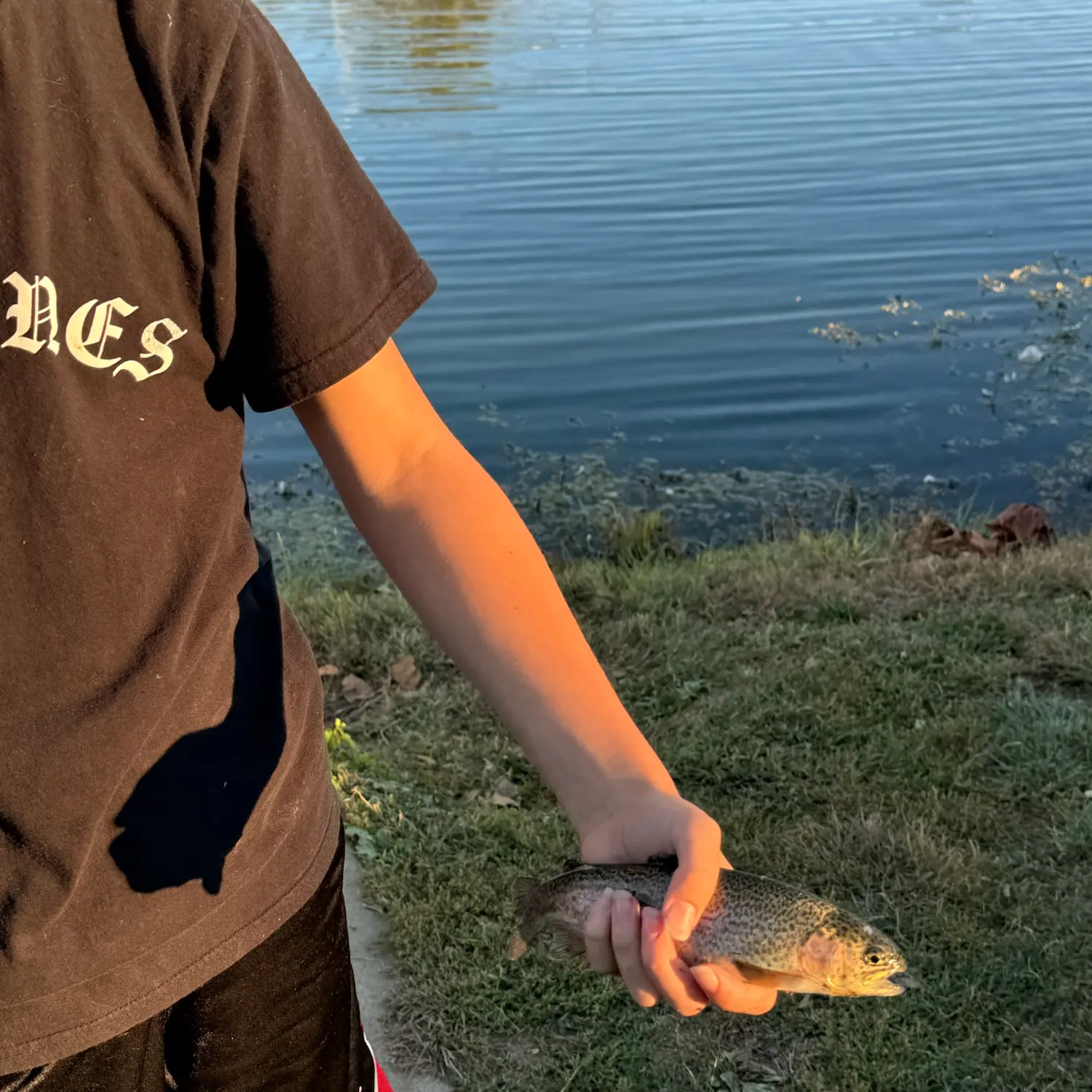 Rainbow trout caught on Fishbrain