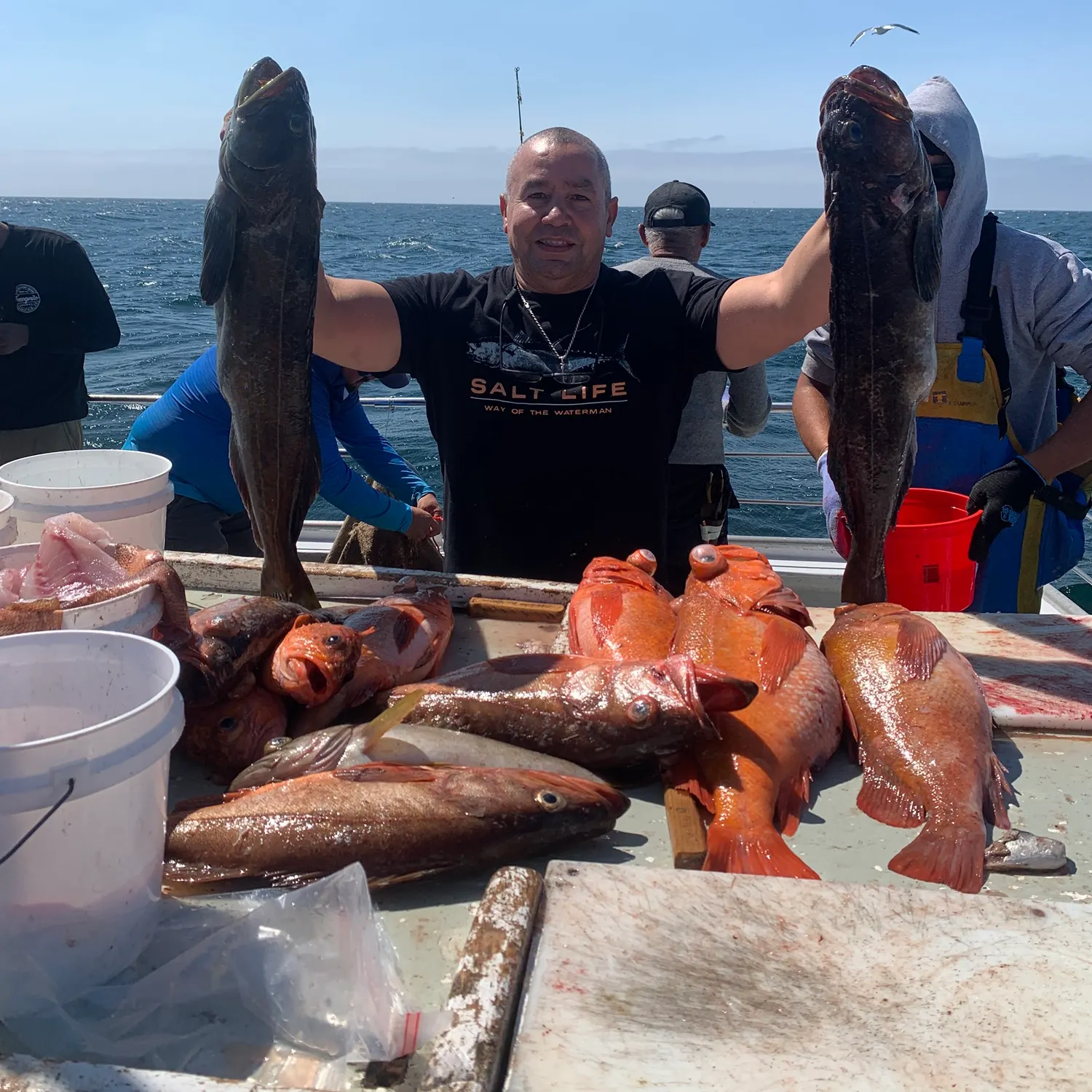 Lingcod caught on Fishbrain