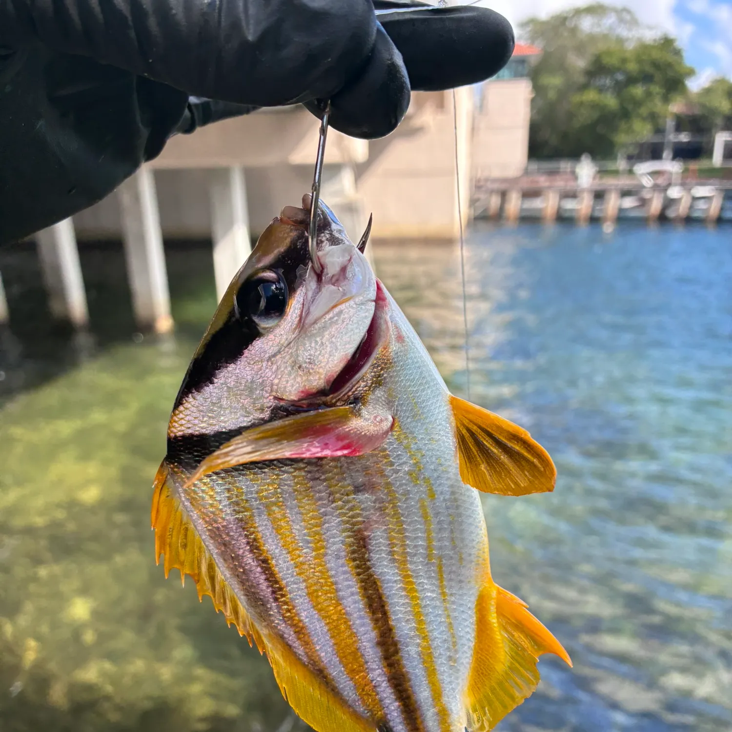 The most recent Atlantic porkfish catches on Fishbrain