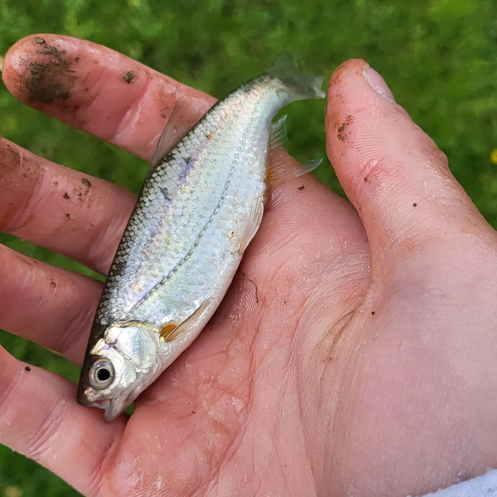 The most recent Bluntnose minnow catches on Fishbrain