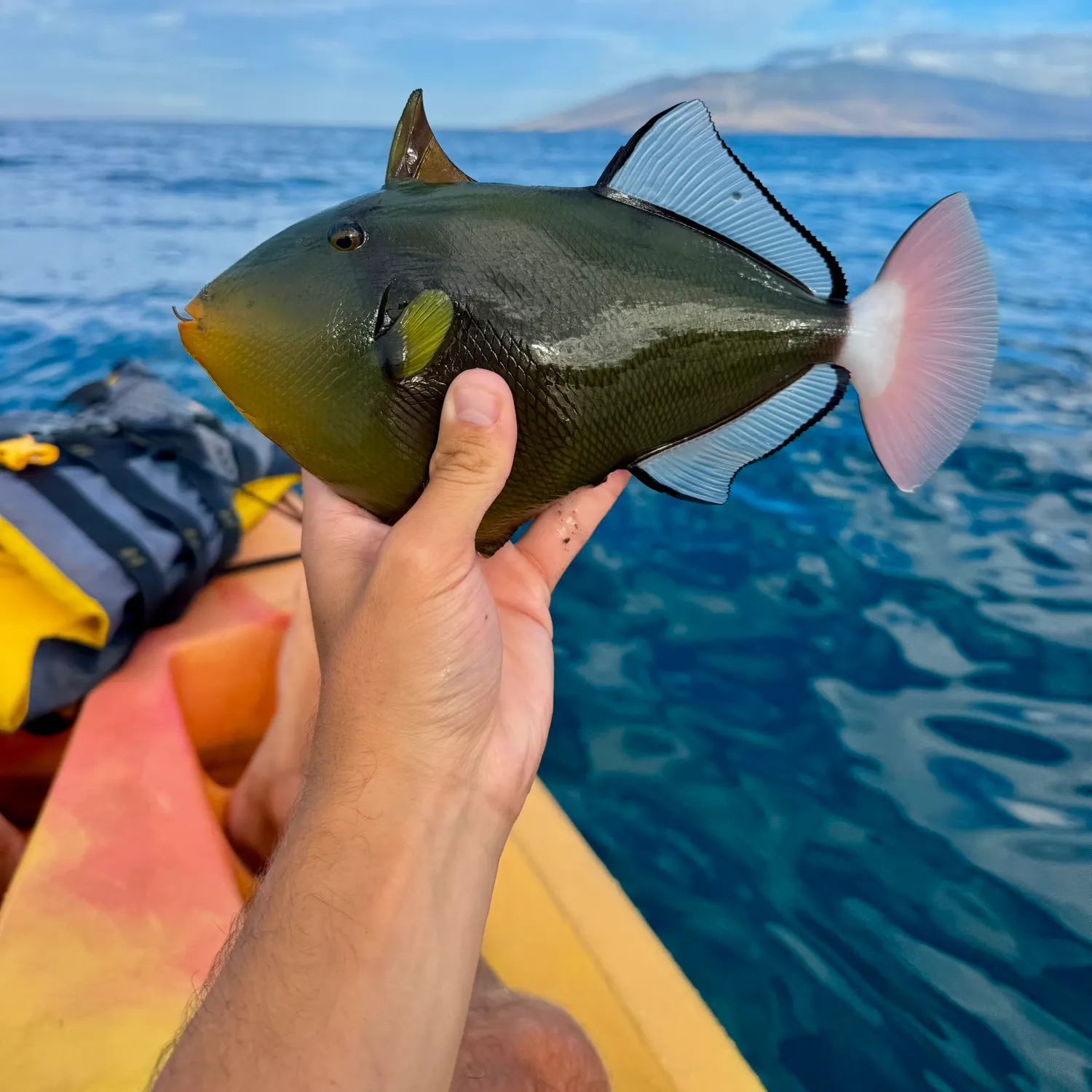 The most recent Pinktail triggerfish catches on Fishbrain
