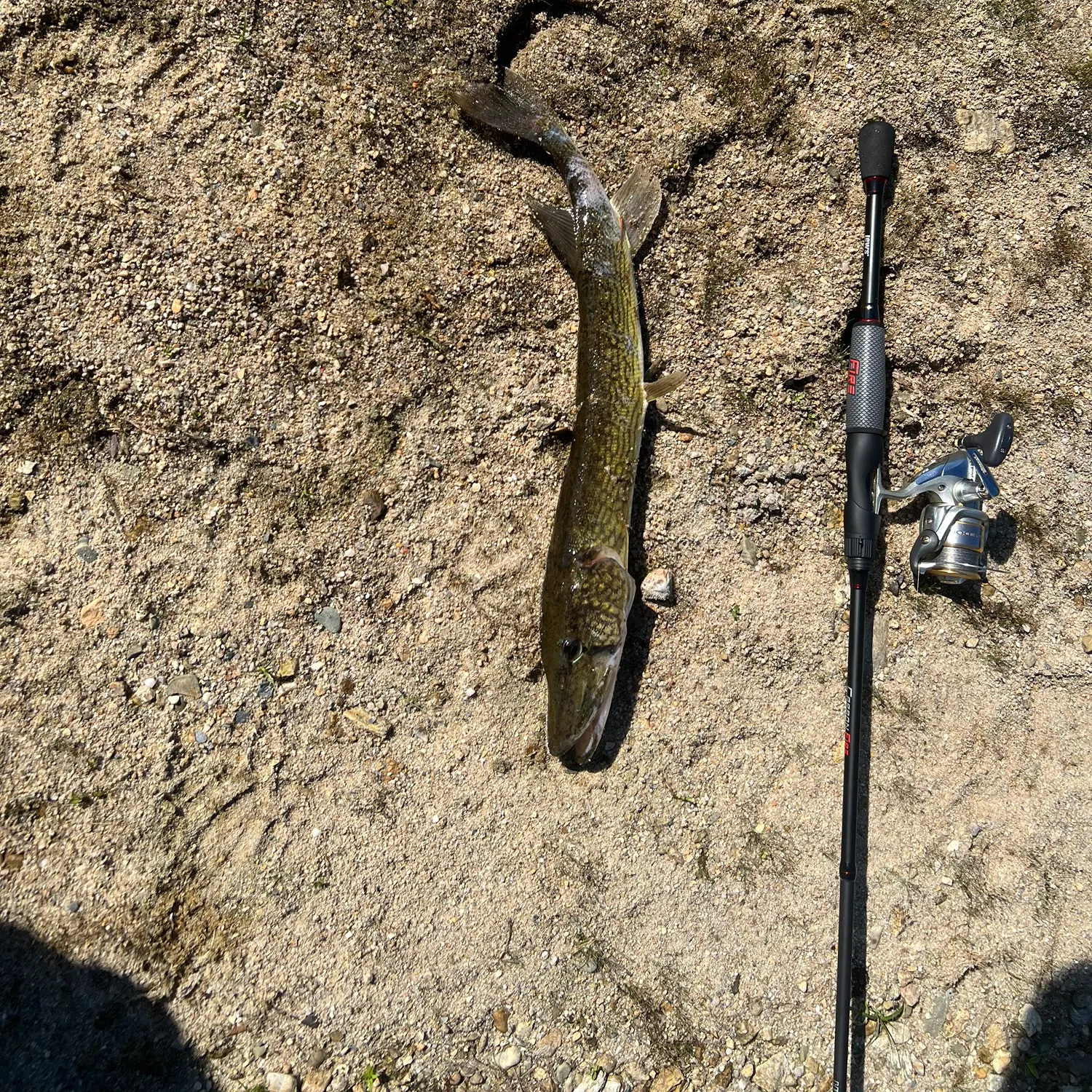 Chain pickerel caught on Fishbrain