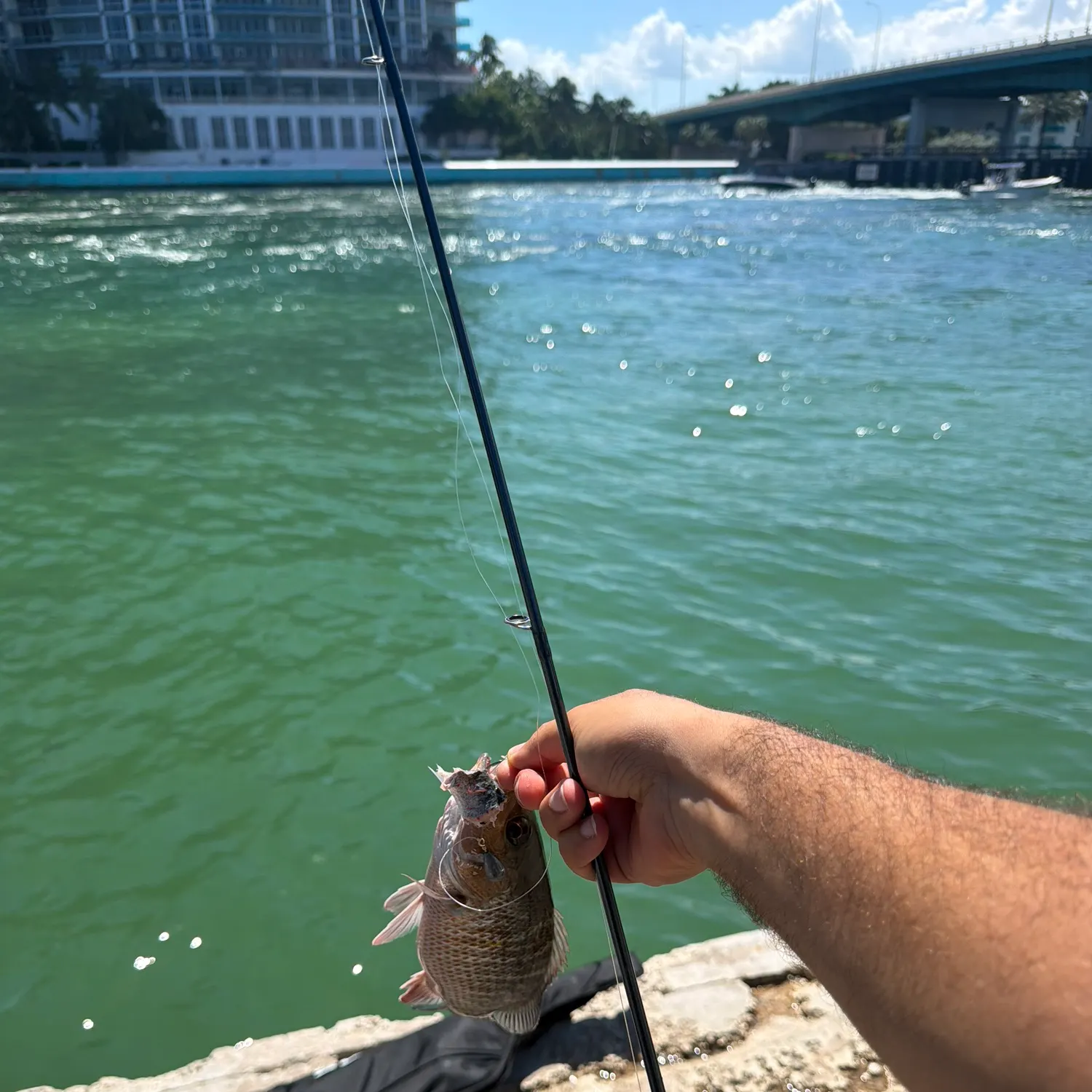 Mangrove snapper caught on Fishbrain