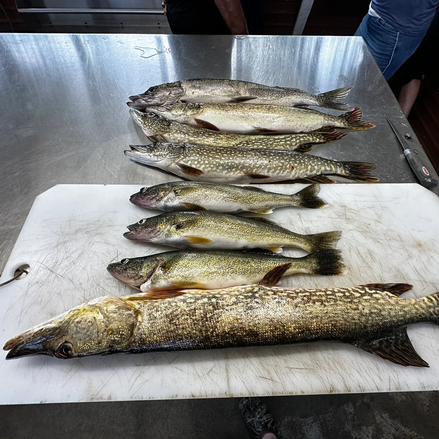 recently logged catches