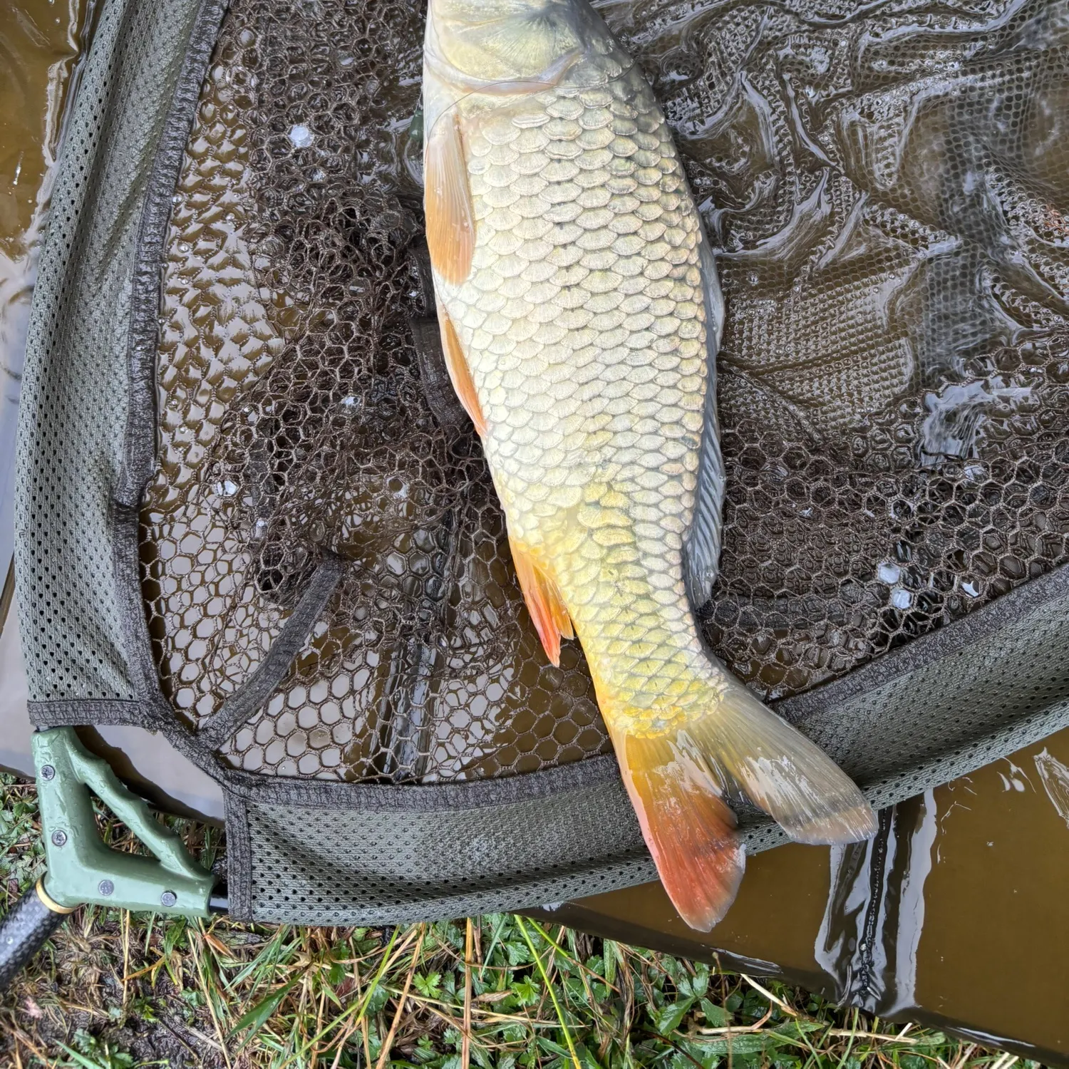 Common carp caught on Fishbrain