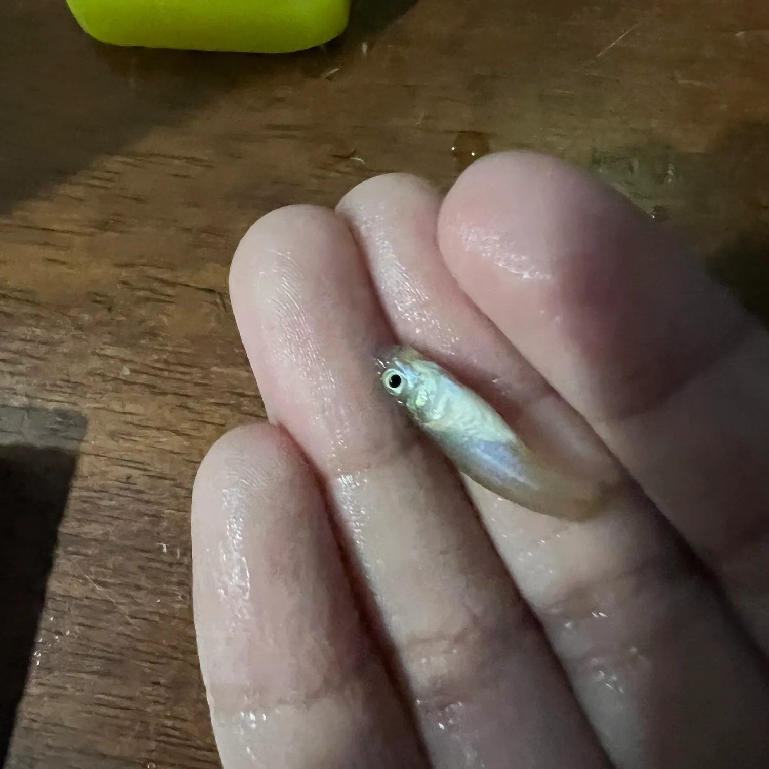 The most recent Sailfin Molly catches on Fishbrain