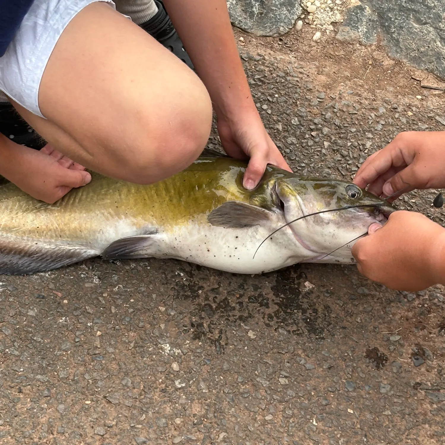 Channel catfish caught on Fishbrain