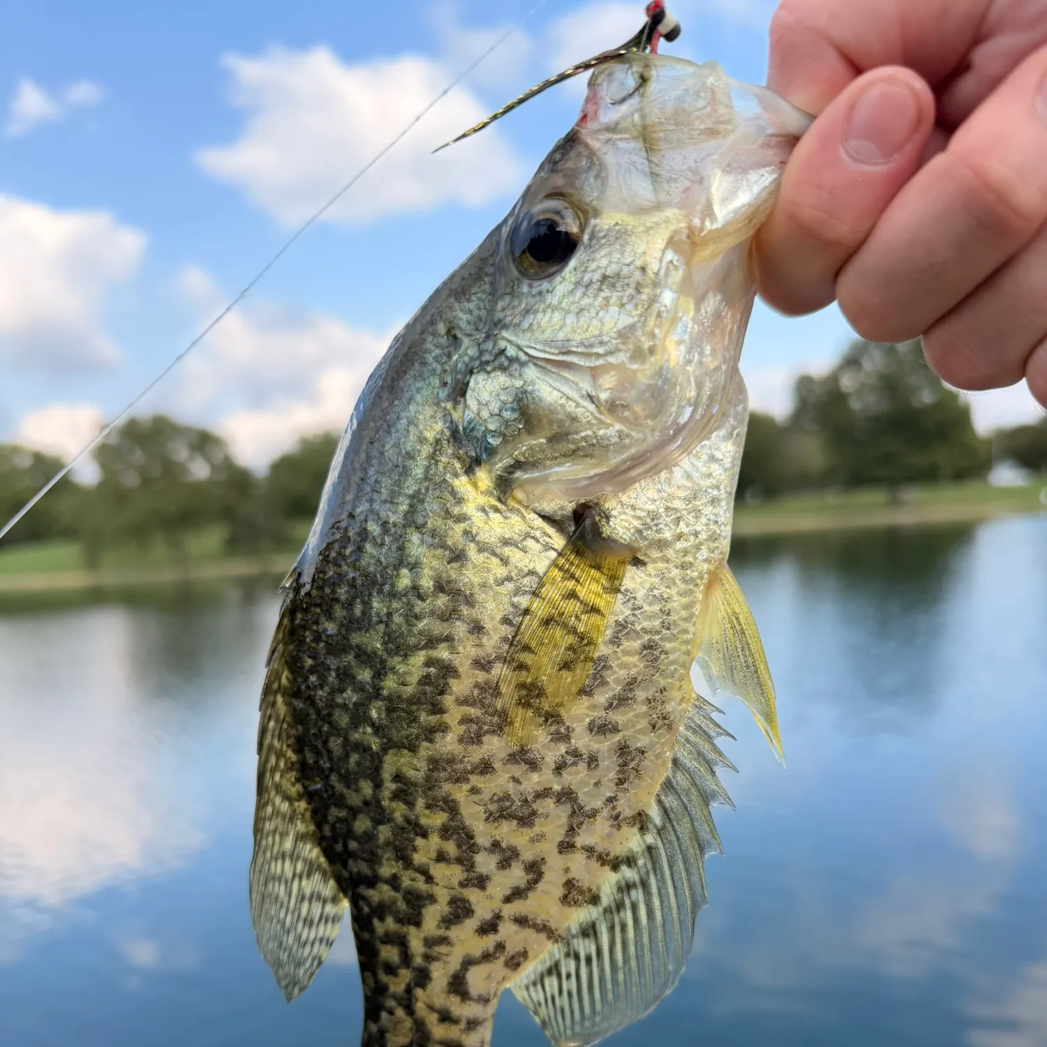 Fish caught on Fishbrain