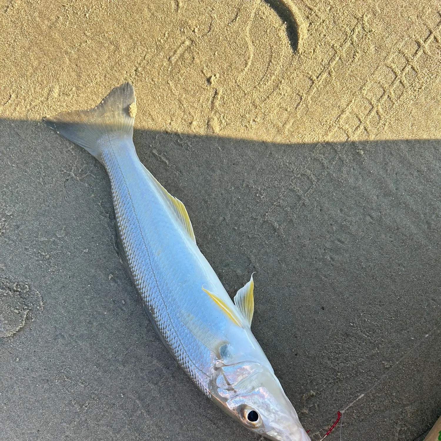 The most recent Sand sillago catches on Fishbrain